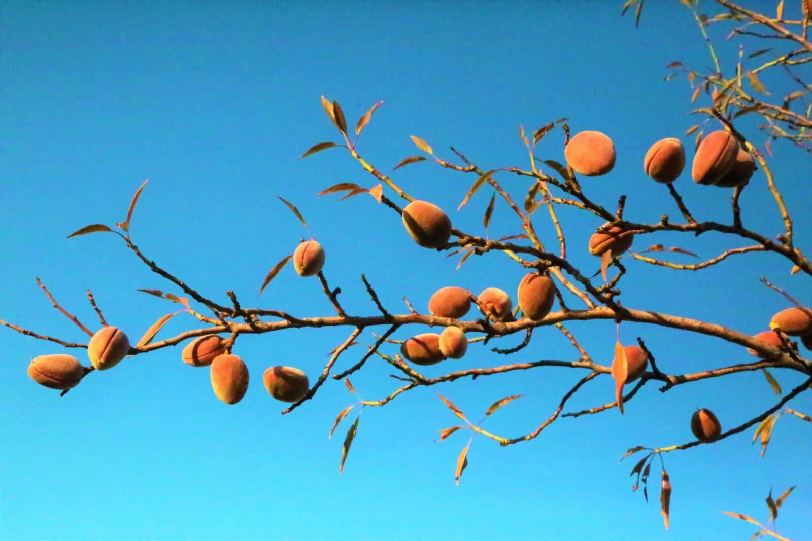 Canon EOS 5D Mark III sample photo. Almond, tree, branch photography