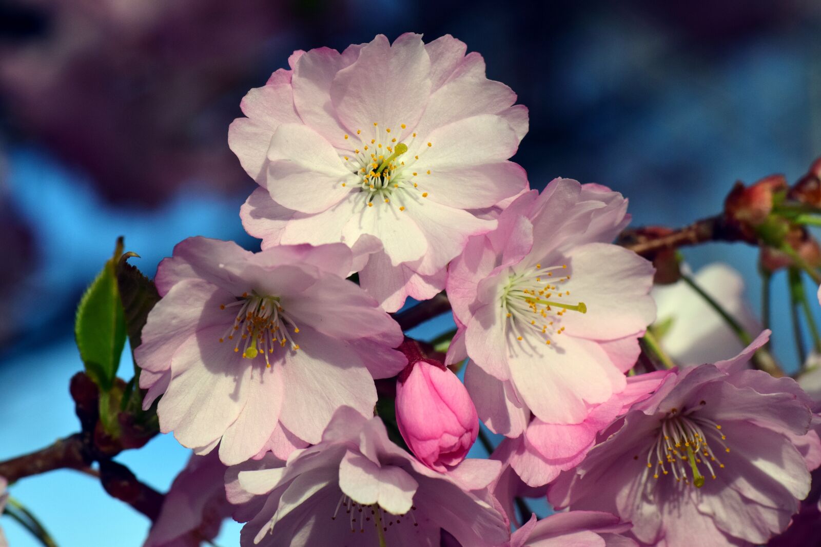 Nikon D3300 sample photo. Cherry blossoms, ornamental cherry photography