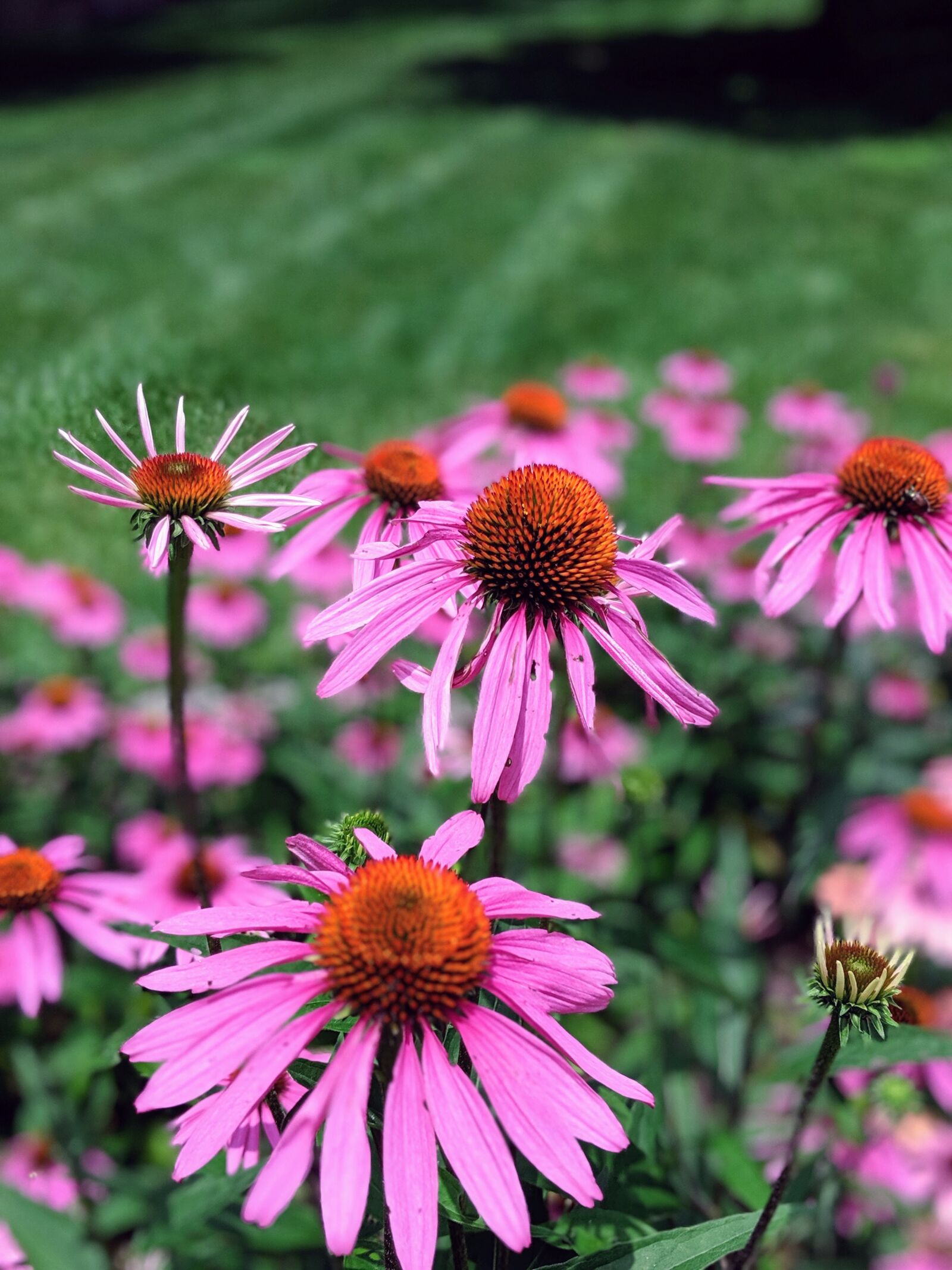 Google Pixel 2 XL sample photo. Bloom, nature, blossom photography
