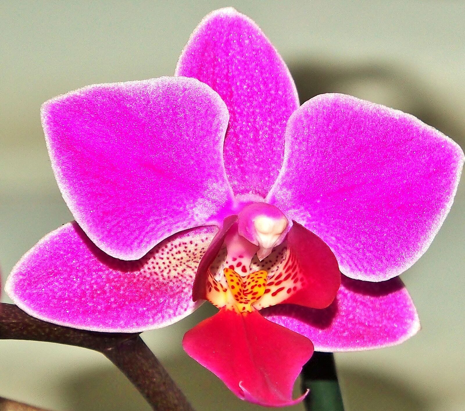 Olympus OM-D E-M5 sample photo. Flower, plant, tropical photography