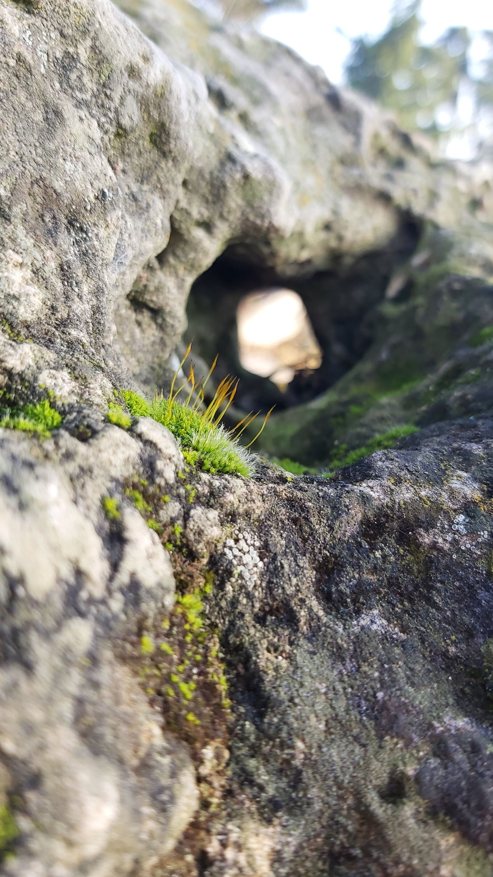 Samsung Galaxy A70 sample photo. Moss, cliff, nature photography