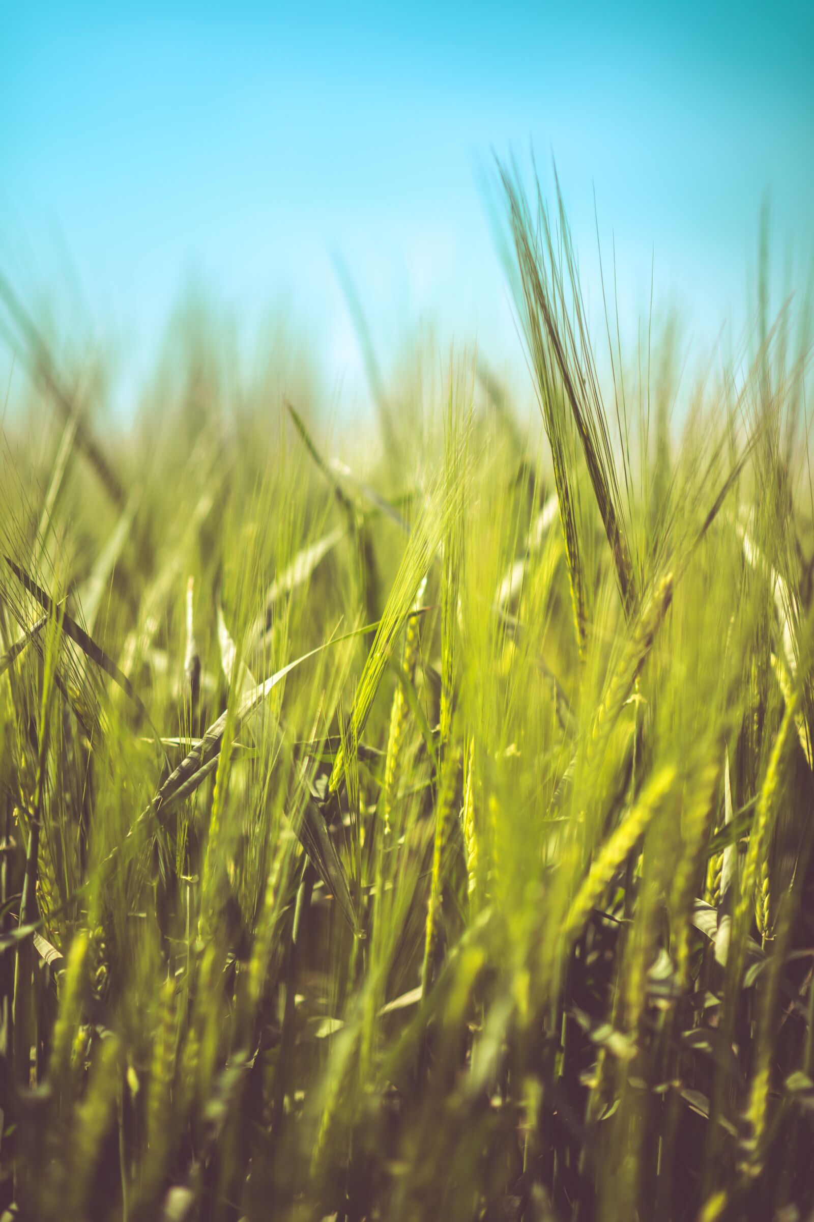 Nikon D850 sample photo. Wheat, ears, field photography