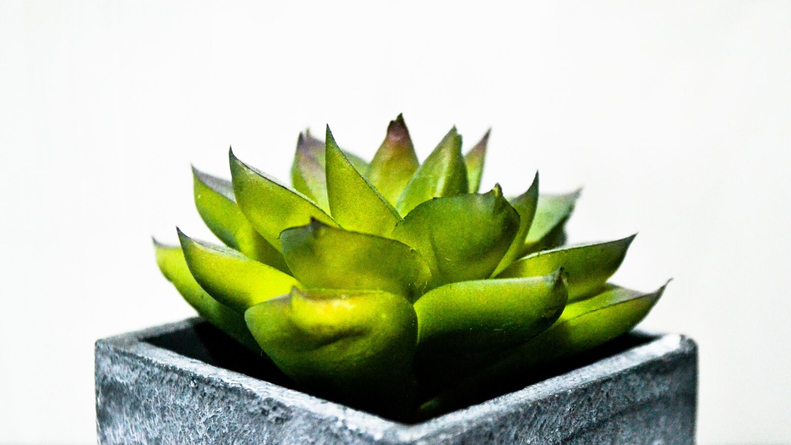 Nikon D3100 sample photo. Plant, cactaceae, nature photography