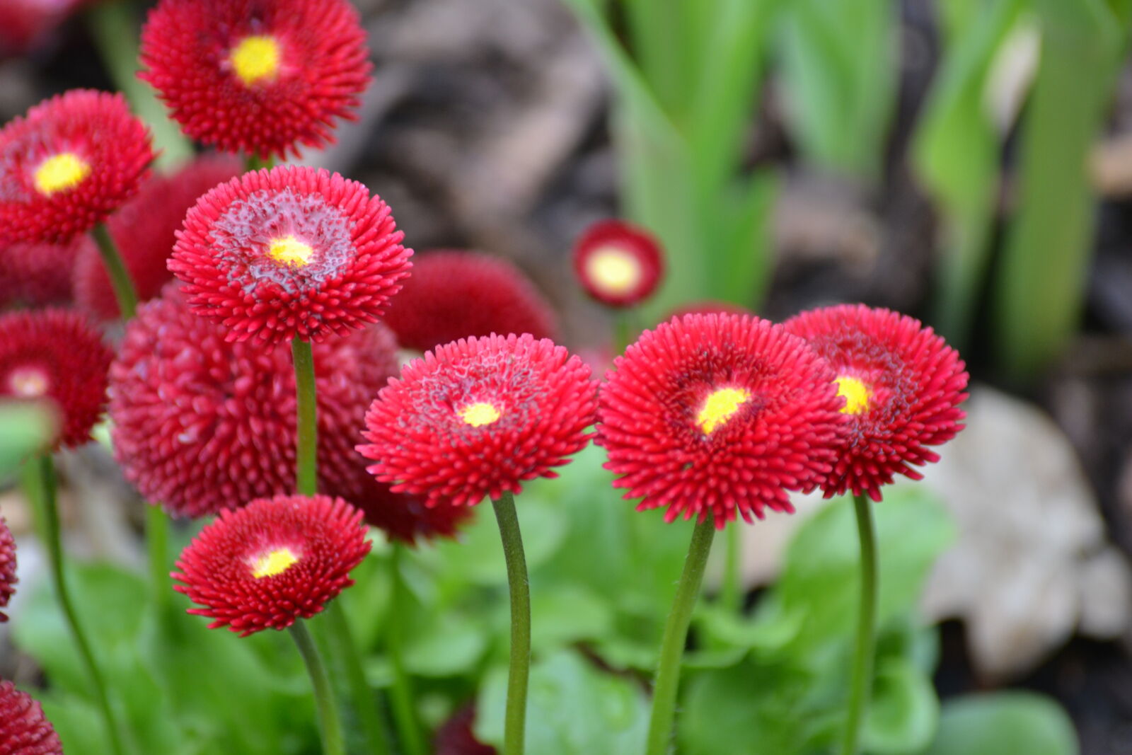 Nikon D3100 sample photo. Bloom, red, red, flowers photography