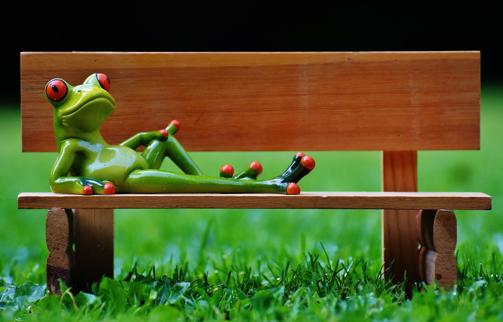 Nikon D7200 sample photo. Frog, bank, bench photography