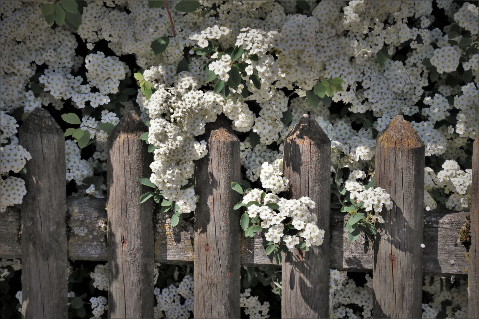 Canon EOS 80D sample photo. Bush, flowering, the fence photography