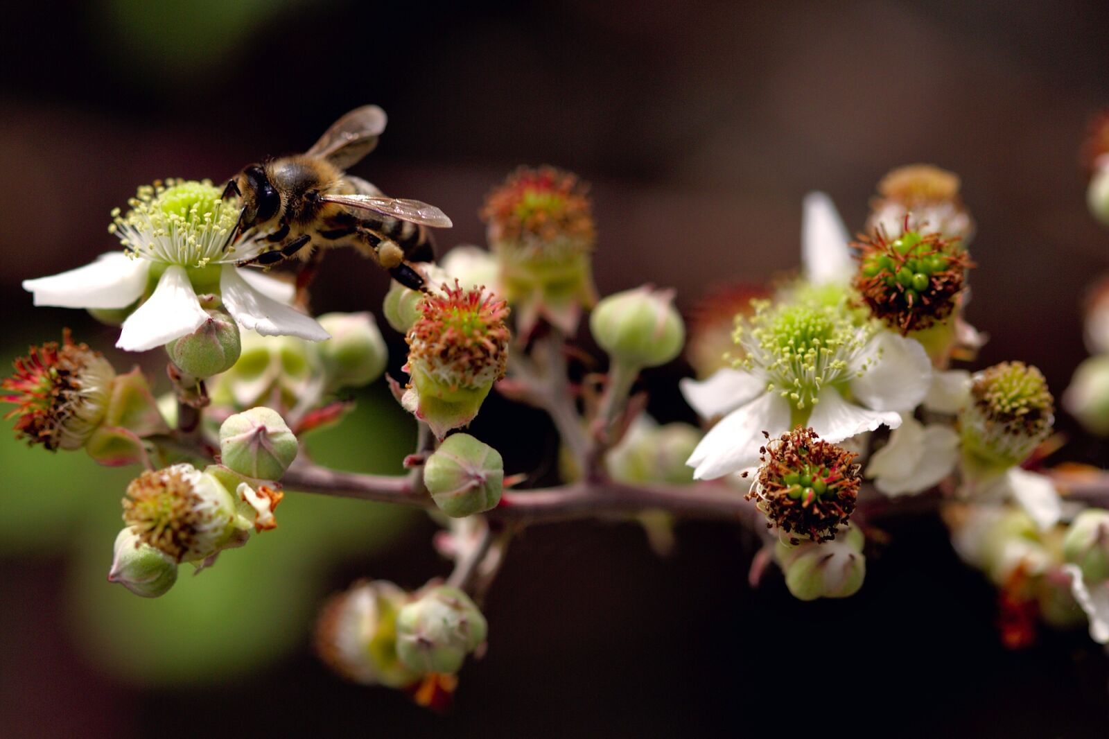 Canon EOS 5D Mark III sample photo. Bee, flower, nature photography