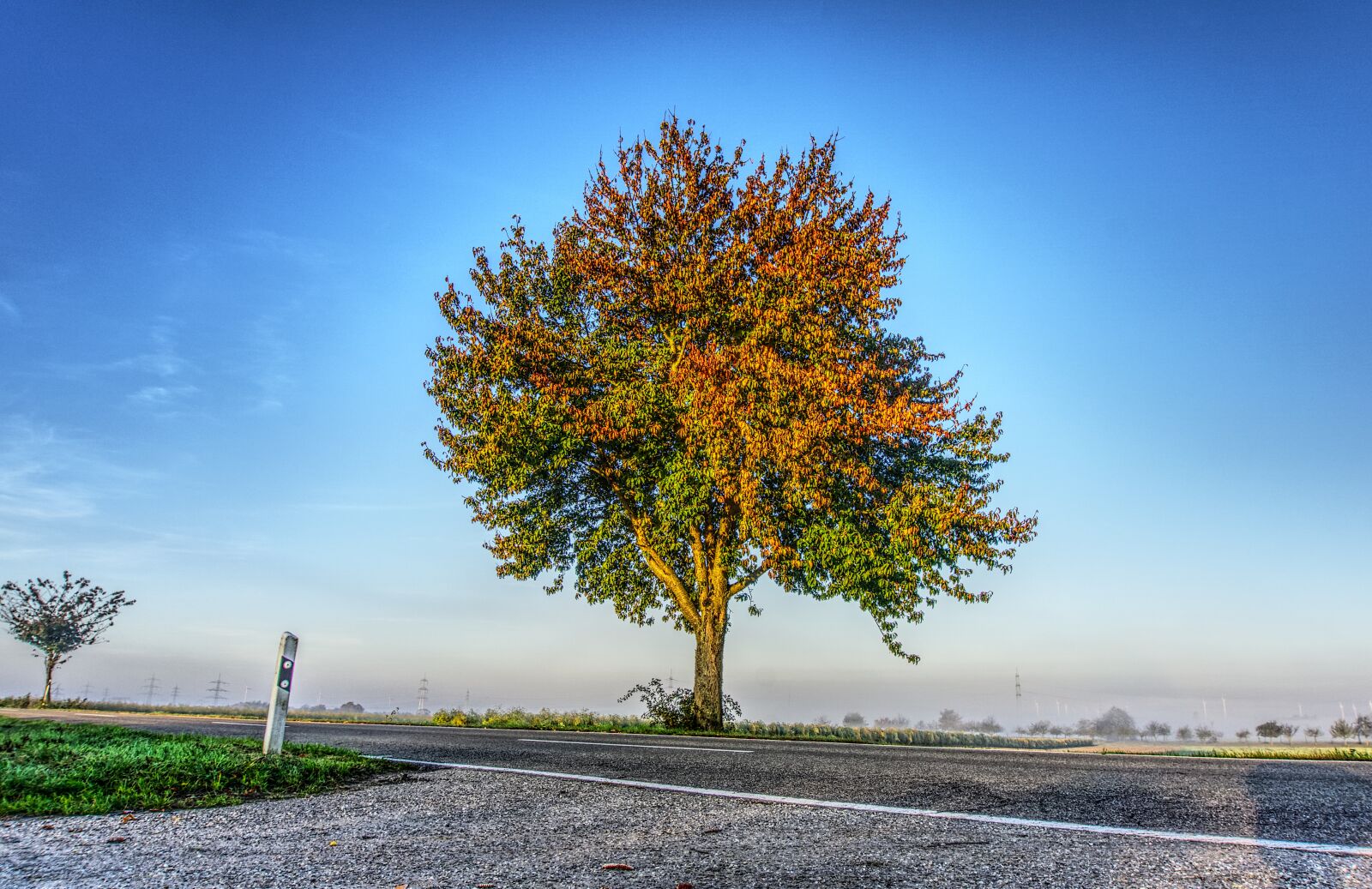 Sony E 16-50mm F3.5-5.6 PZ OSS sample photo. Tree, leaves, colorful photography