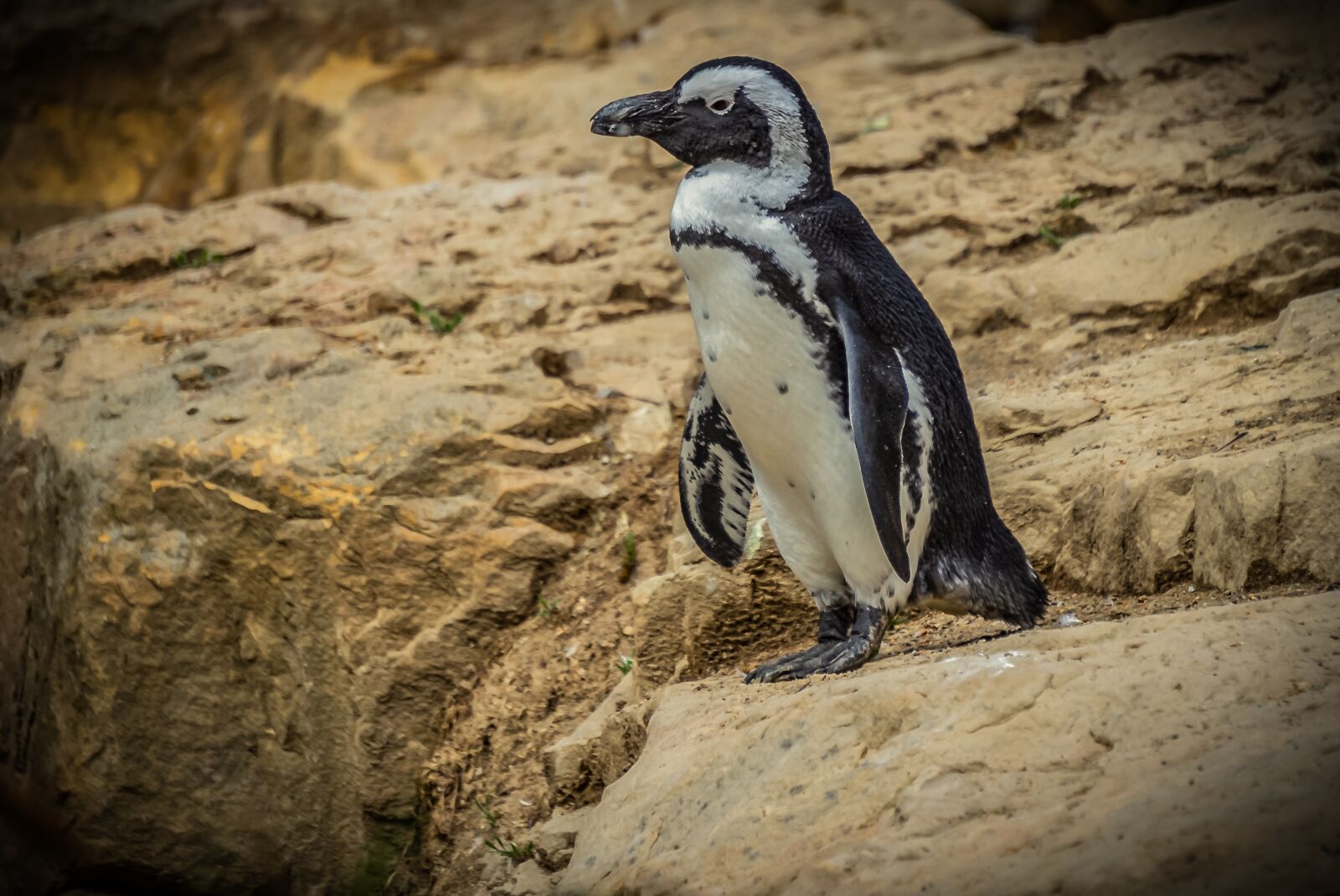 Sony E 55-210mm F4.5-6.3 OSS sample photo. Penguins, animal, bird photography