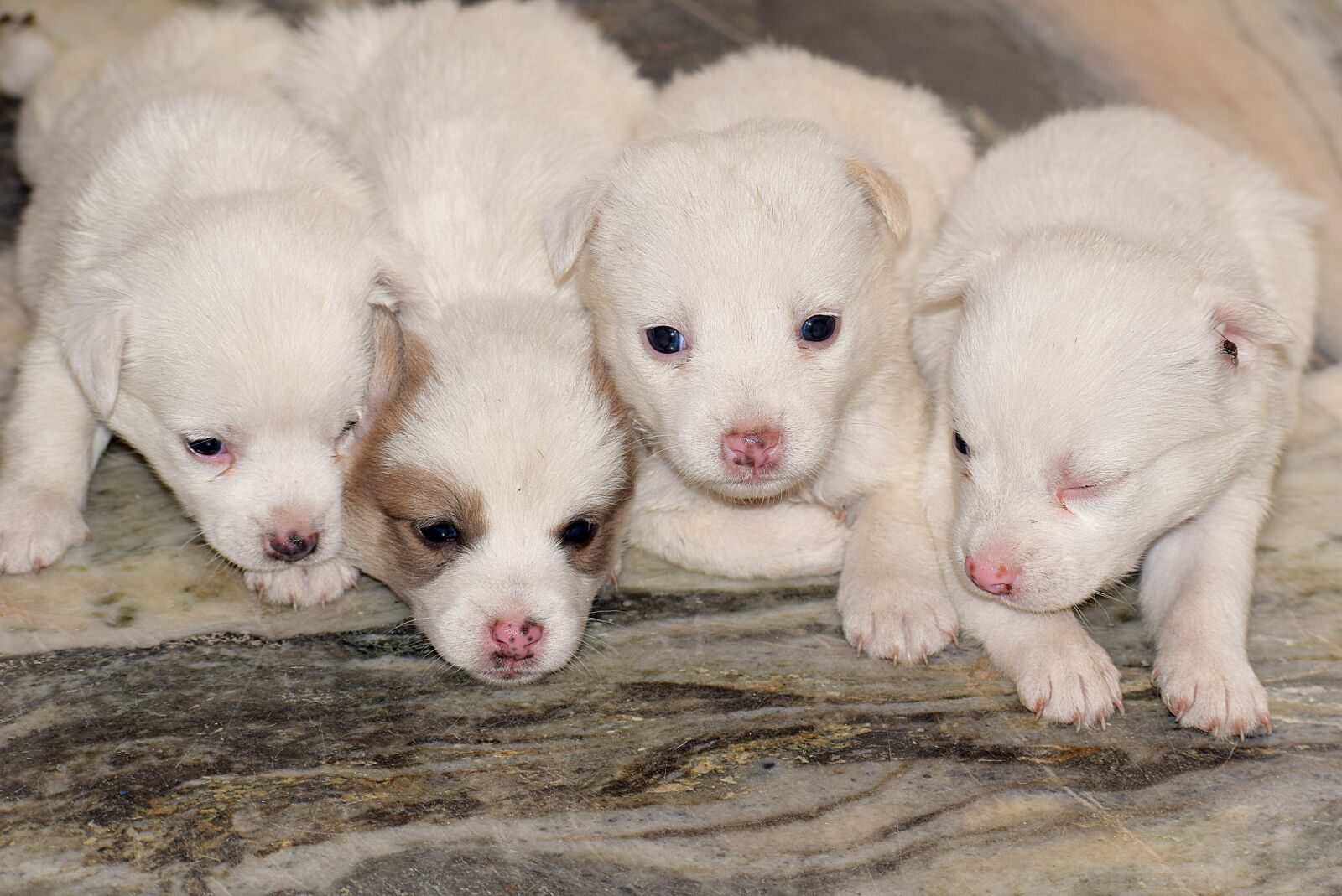 Nikon D3300 sample photo. Puppy, pet, cute photography