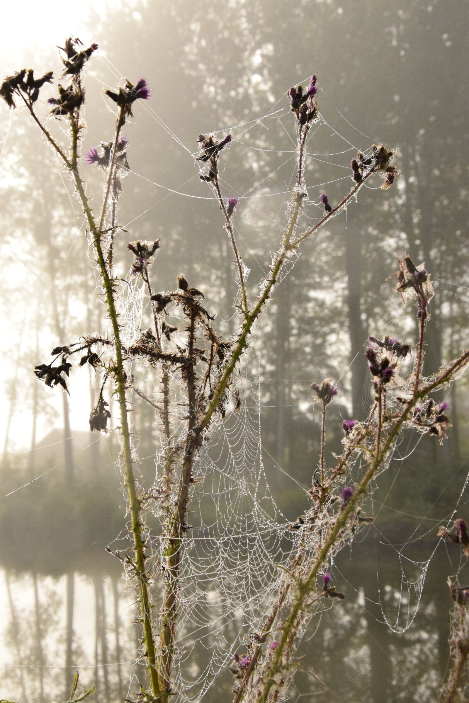 Nikon D5300 sample photo. Aurora, morning, spider web photography