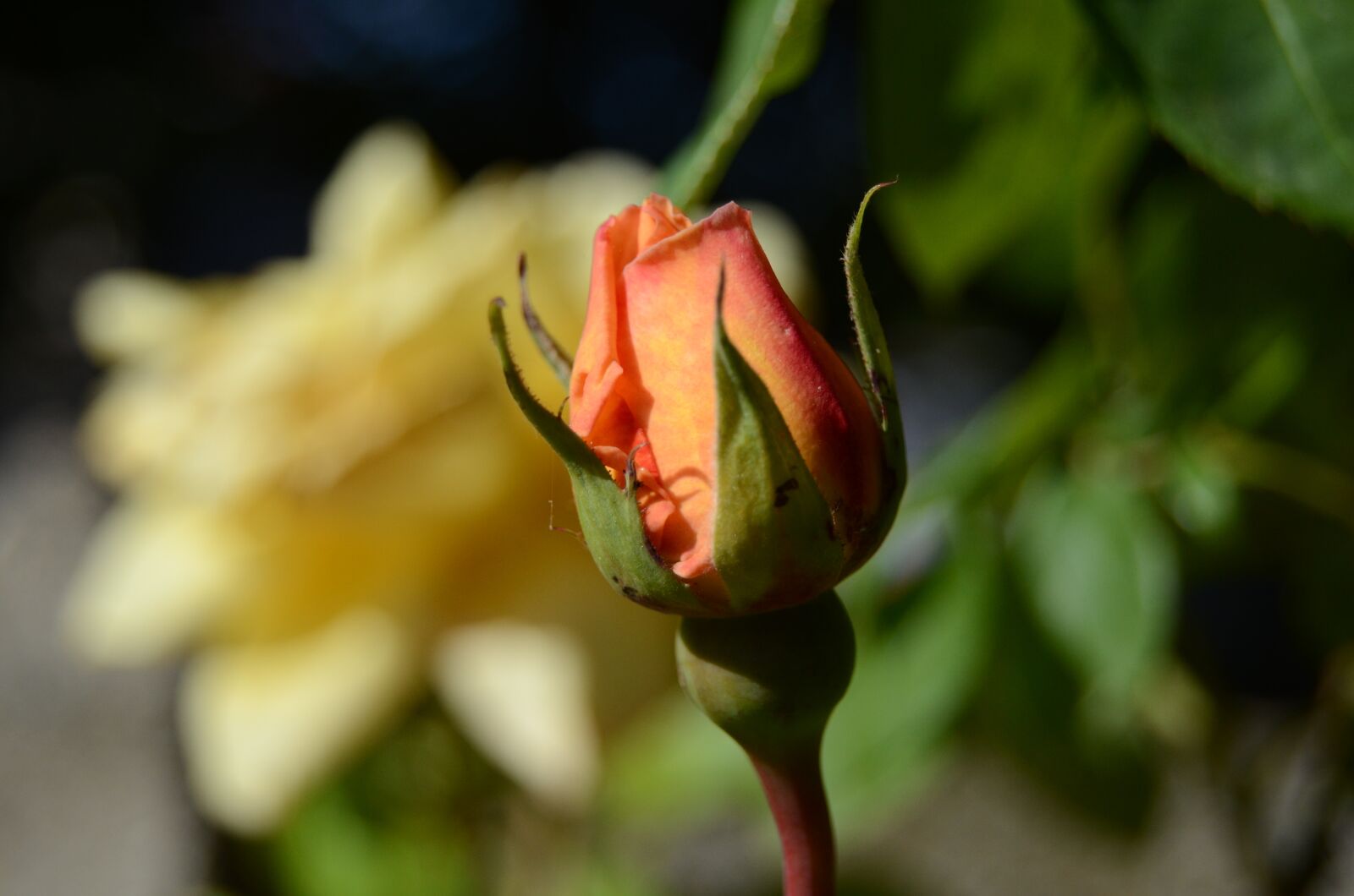 Nikon D5100 sample photo. Rose, orange, tones photography