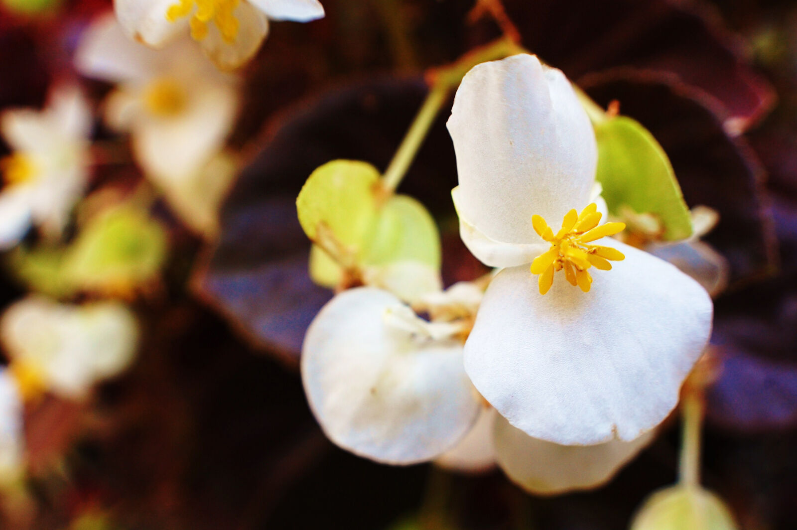 Nikon D40 sample photo. Flower, spring photography