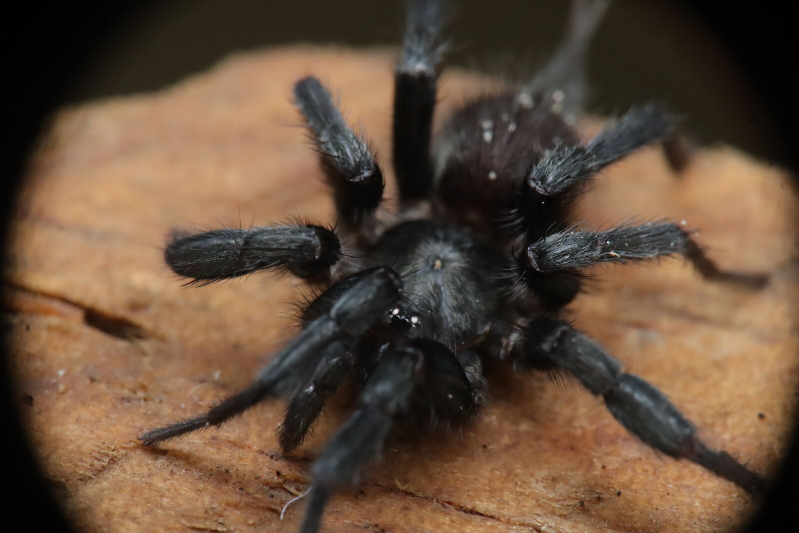 Canon EF-M 15-45mm F3.5-6.3 IS STM sample photo. Insects, arachnid, spider photography