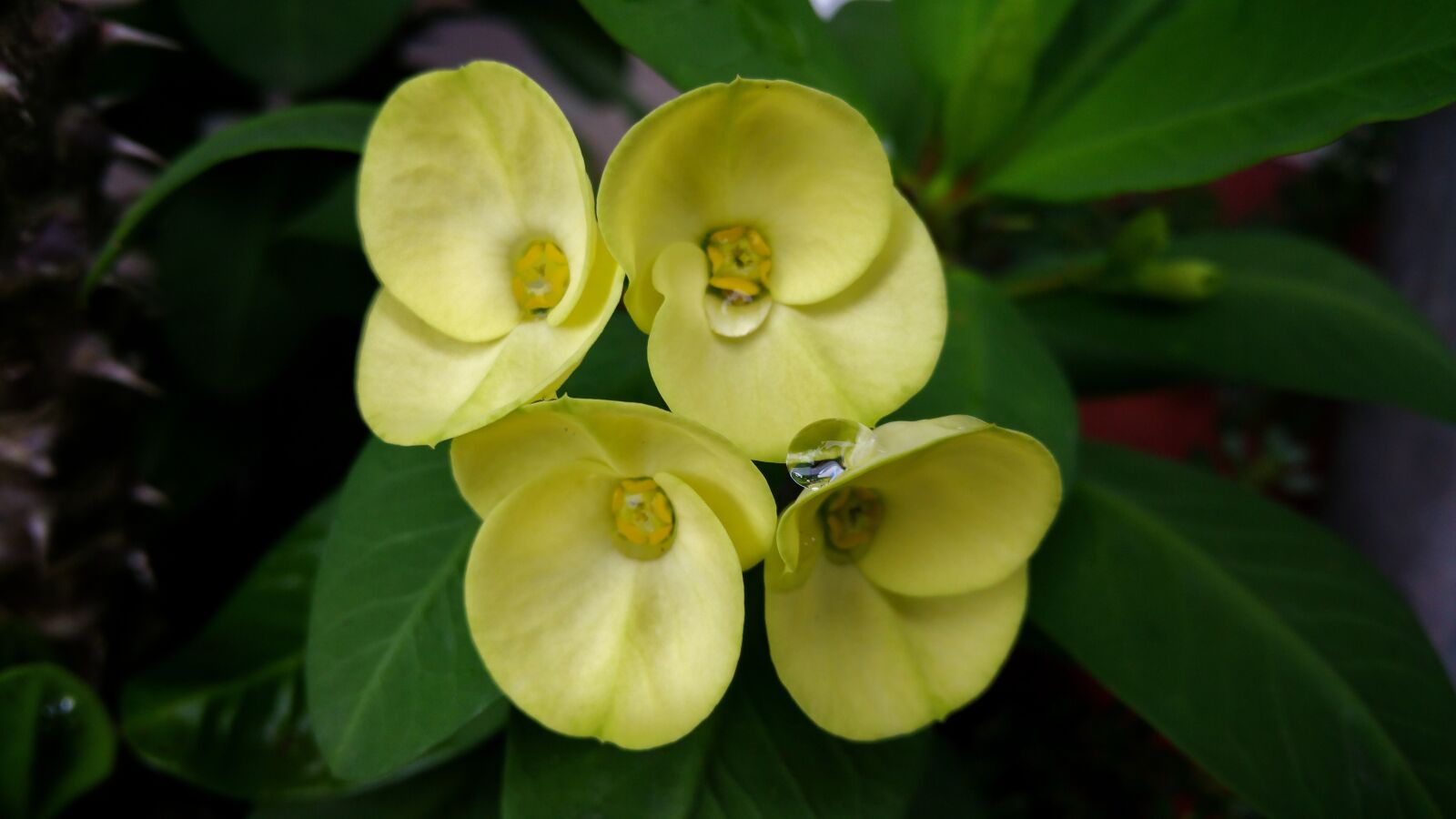 Samsung Galaxy Note4 sample photo. Flower's, water drops, four photography