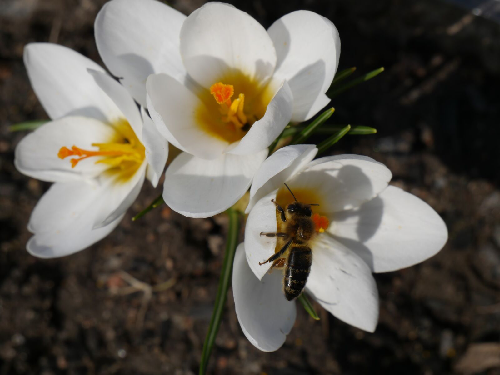 Panasonic Lumix DMC-GH4 sample photo. Nature, flora, flowers photography