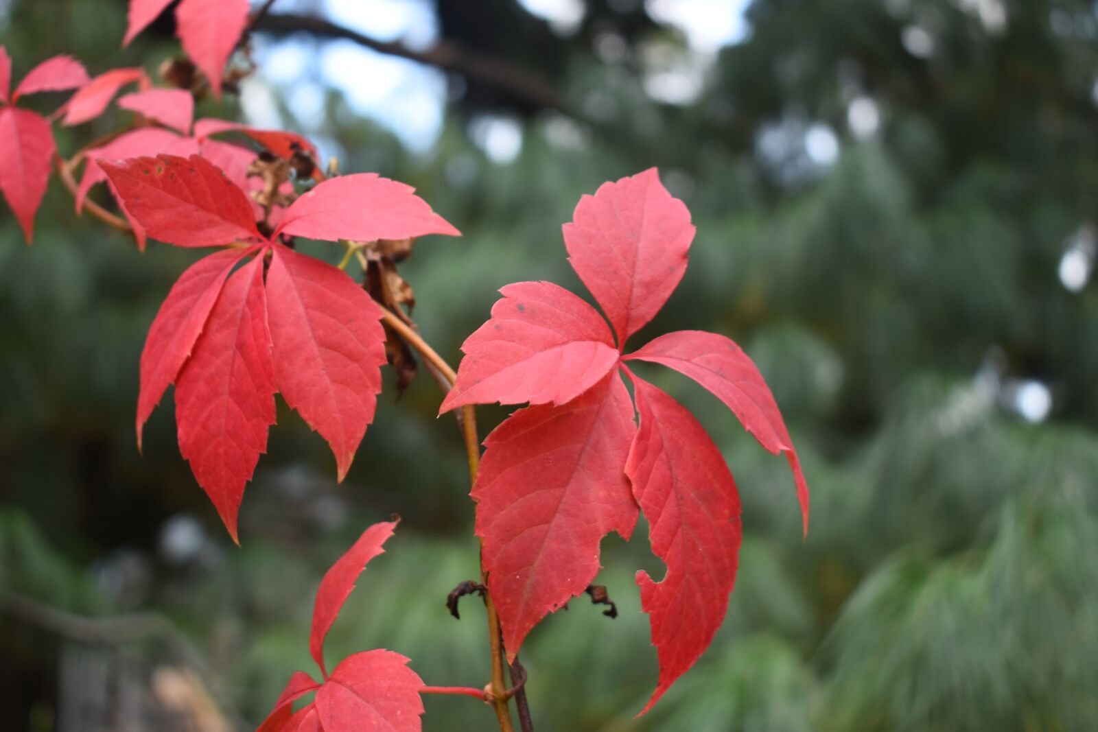 Nikon D7200 sample photo. Autumn, foliage, leaves photography