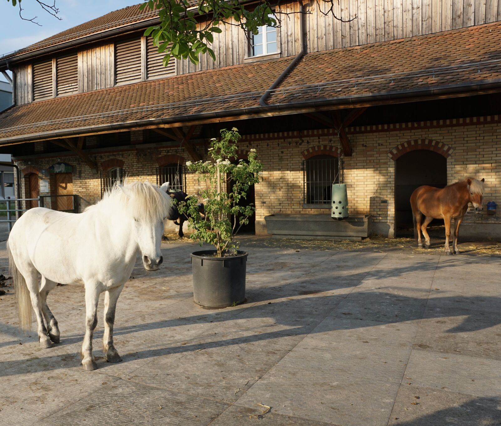 Sony ILCA-77M2 + Sony DT 16-50mm F2.8 SSM sample photo. Horse, white, mold photography