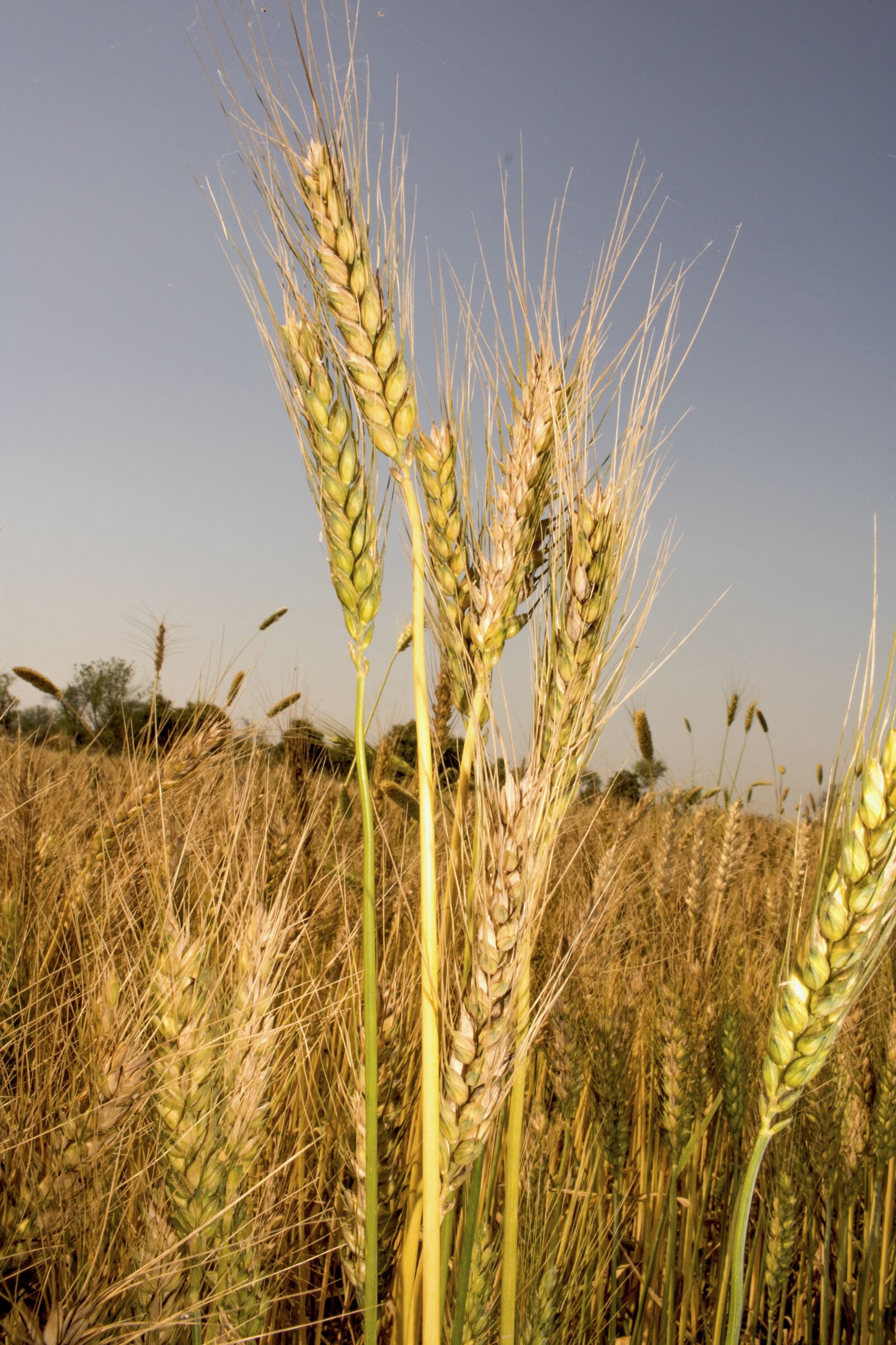 Canon EOS 750D (EOS Rebel T6i / EOS Kiss X8i) sample photo. Wheat, grain, crop photography
