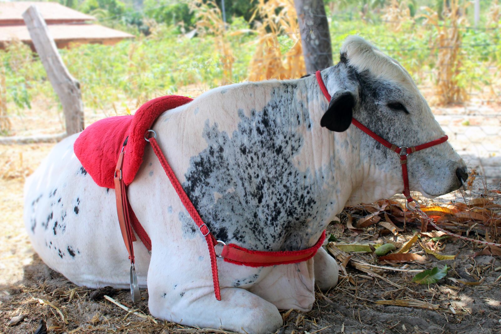 Canon EOS 1200D (EOS Rebel T5 / EOS Kiss X70 / EOS Hi) sample photo. Boi, cattle, cow photography