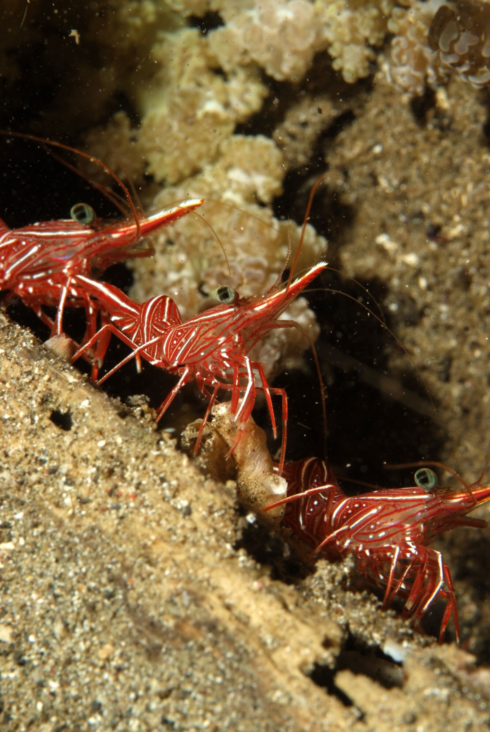 Fujifilm FinePix S5 Pro sample photo. Shrimp, diving, underwater landscape photography
