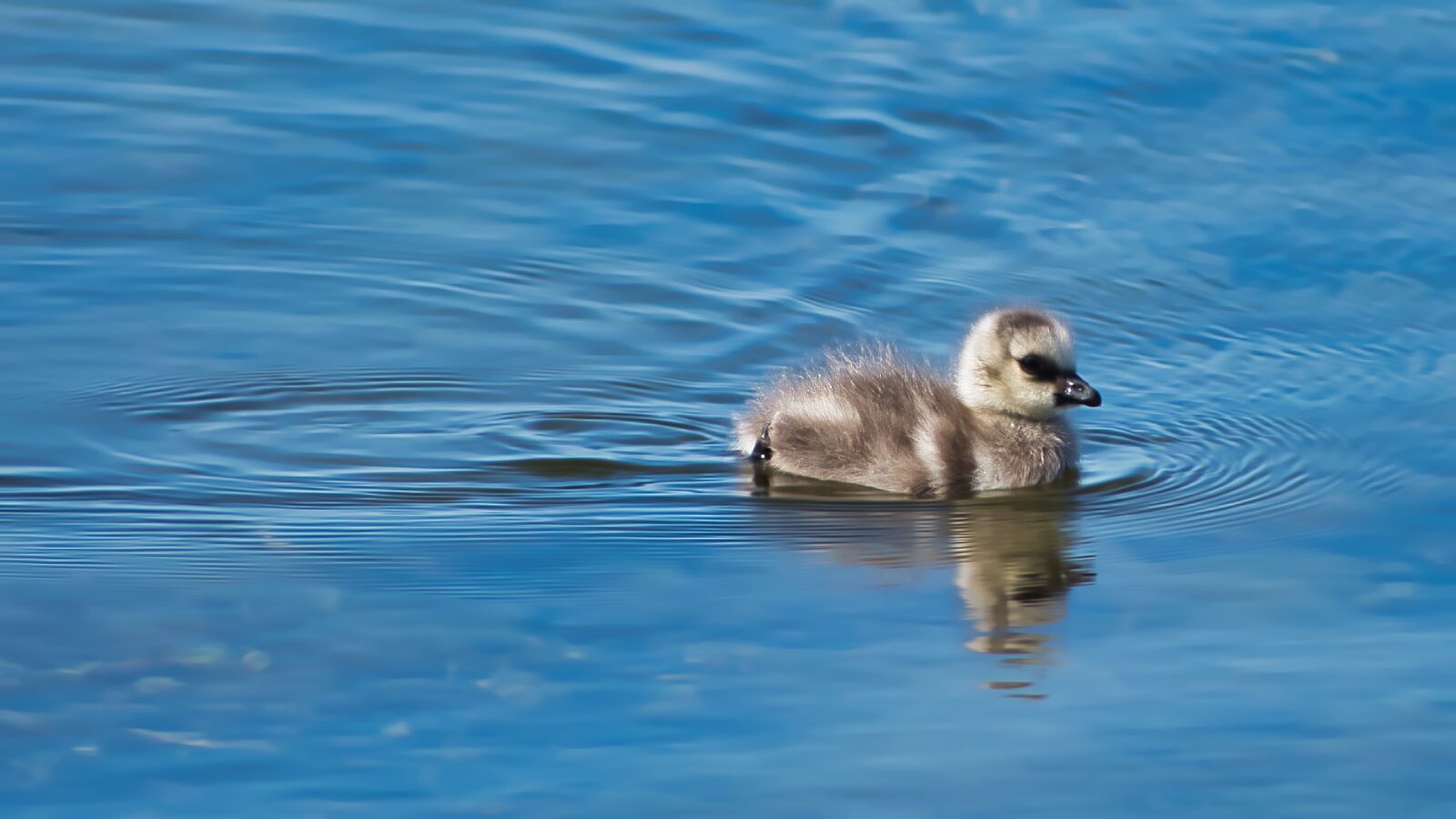 Nikon D3400 sample photo. Single, bird, fluffy photography