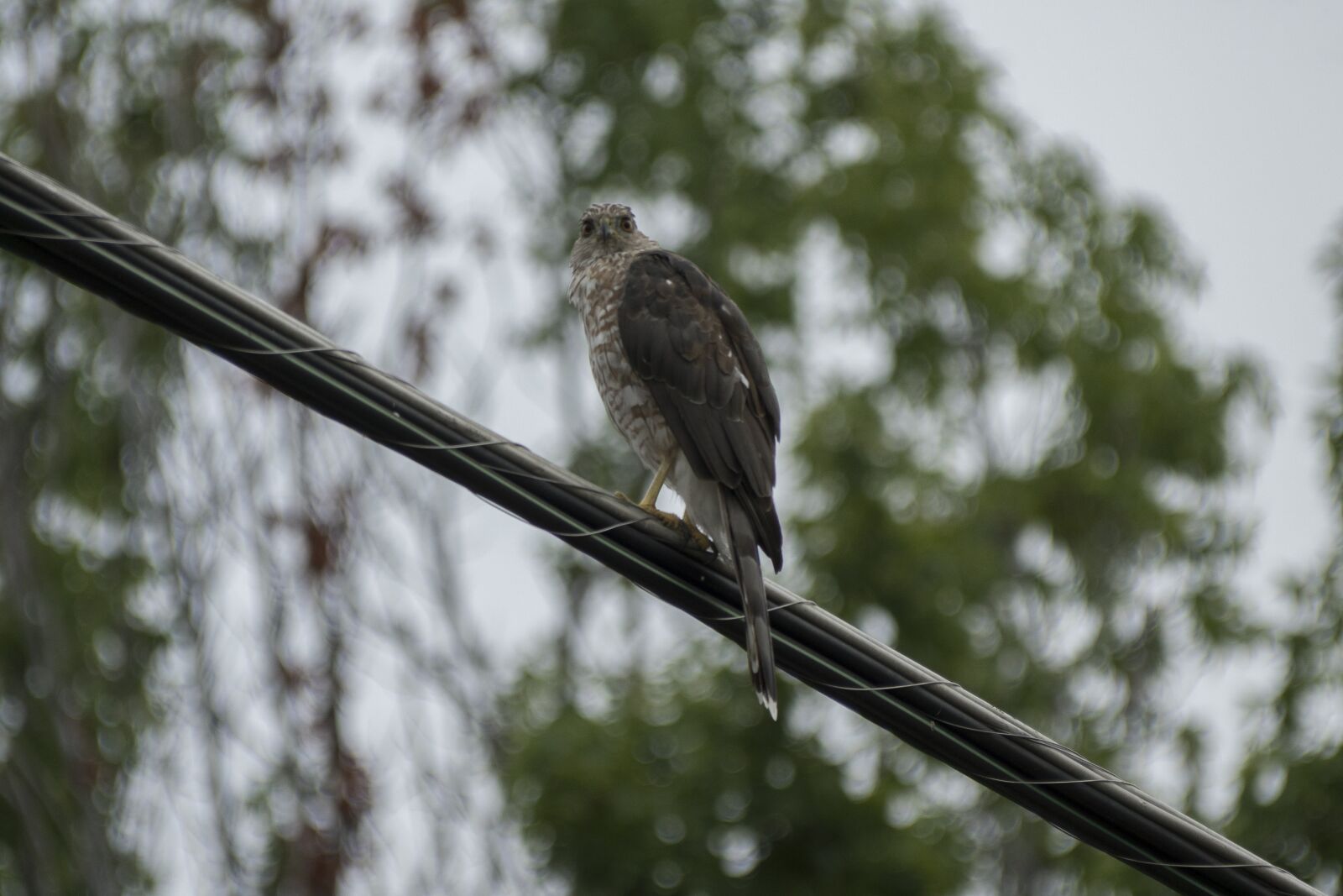 Sony a6300 + 18-300mm F3.5-6.3 DC MACRO OS HSM | Contemporary 014 sample photo. Hawk, wildlife, nature photography
