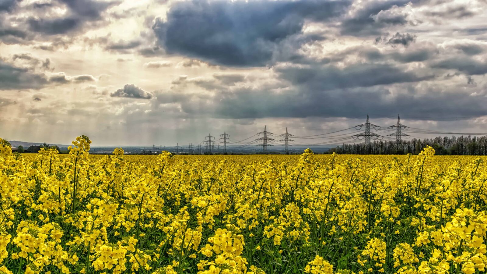 Nikon D3300 sample photo. Field, oil, rapeseed, agriculture photography