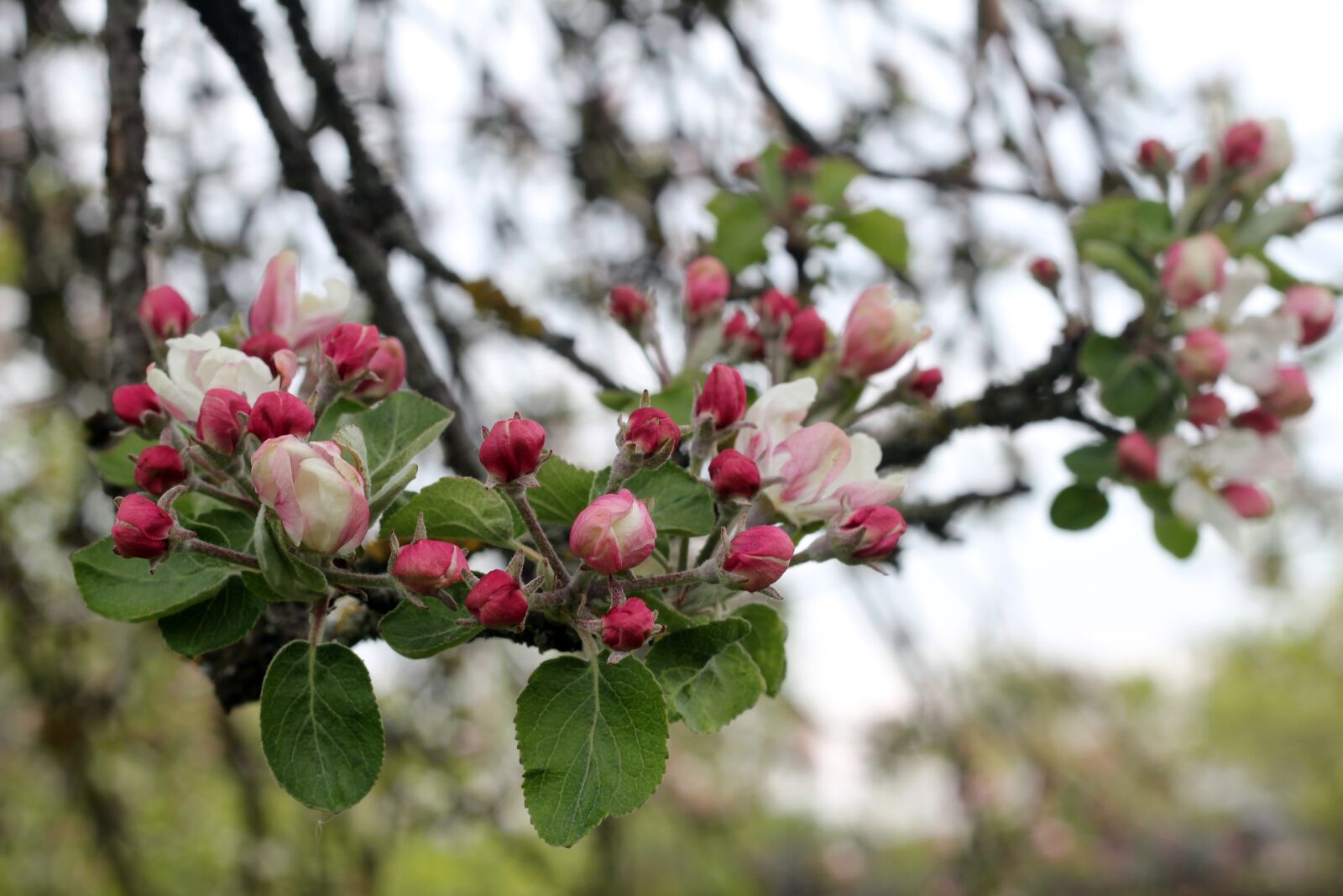 Canon EOS 600D (Rebel EOS T3i / EOS Kiss X5) + Canon EF 50mm F1.8 II sample photo. Apple tree, spring, pink photography
