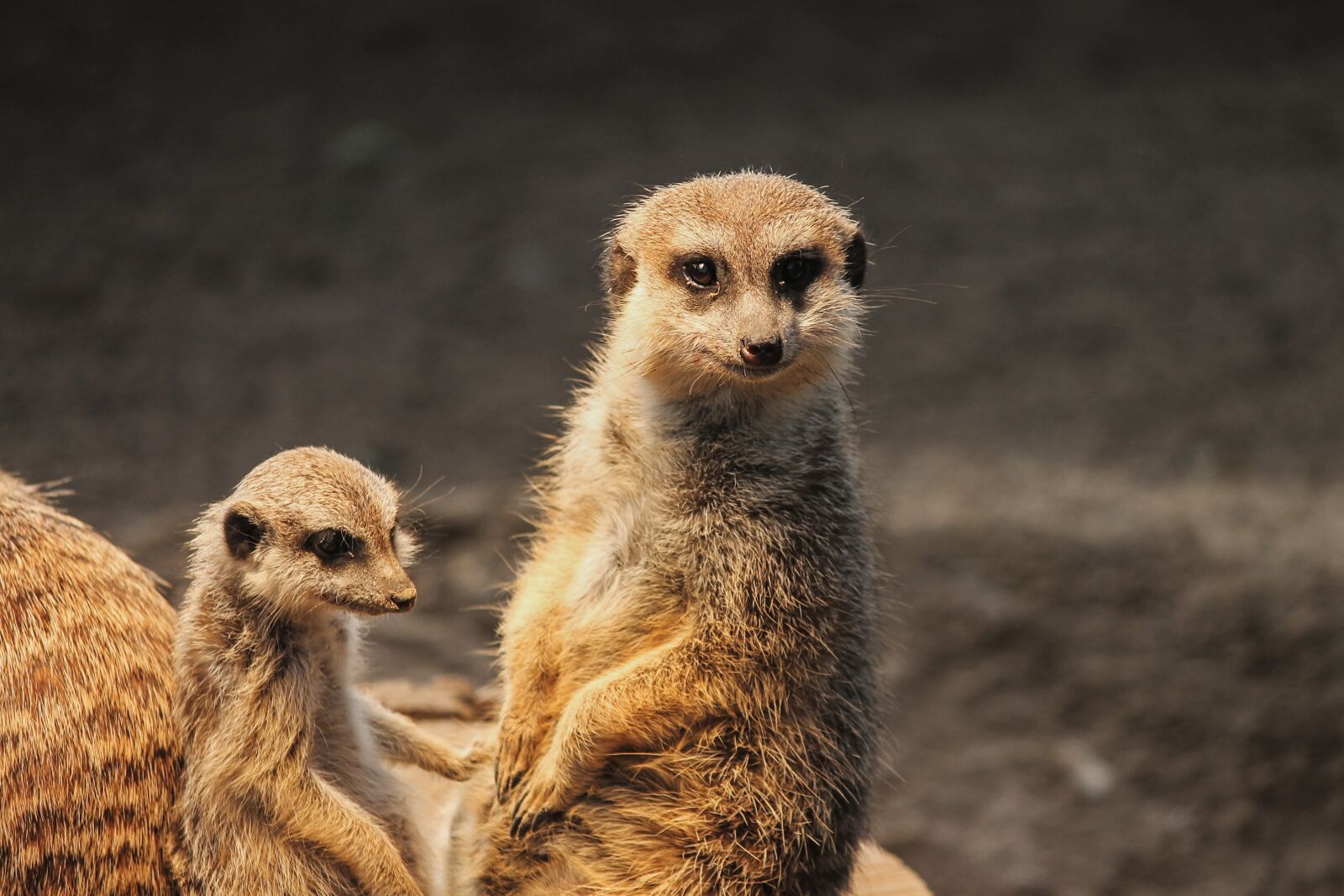 Canon EOS 1100D (EOS Rebel T3 / EOS Kiss X50) sample photo. Meerkat, mongoose, scharrtier photography