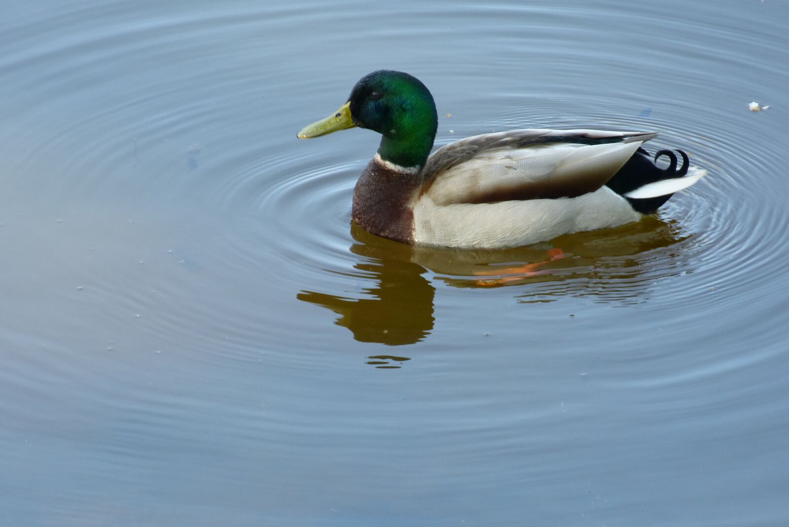 Panasonic Lumix DMC-FZ150 sample photo. Duck, drake, mallard photography