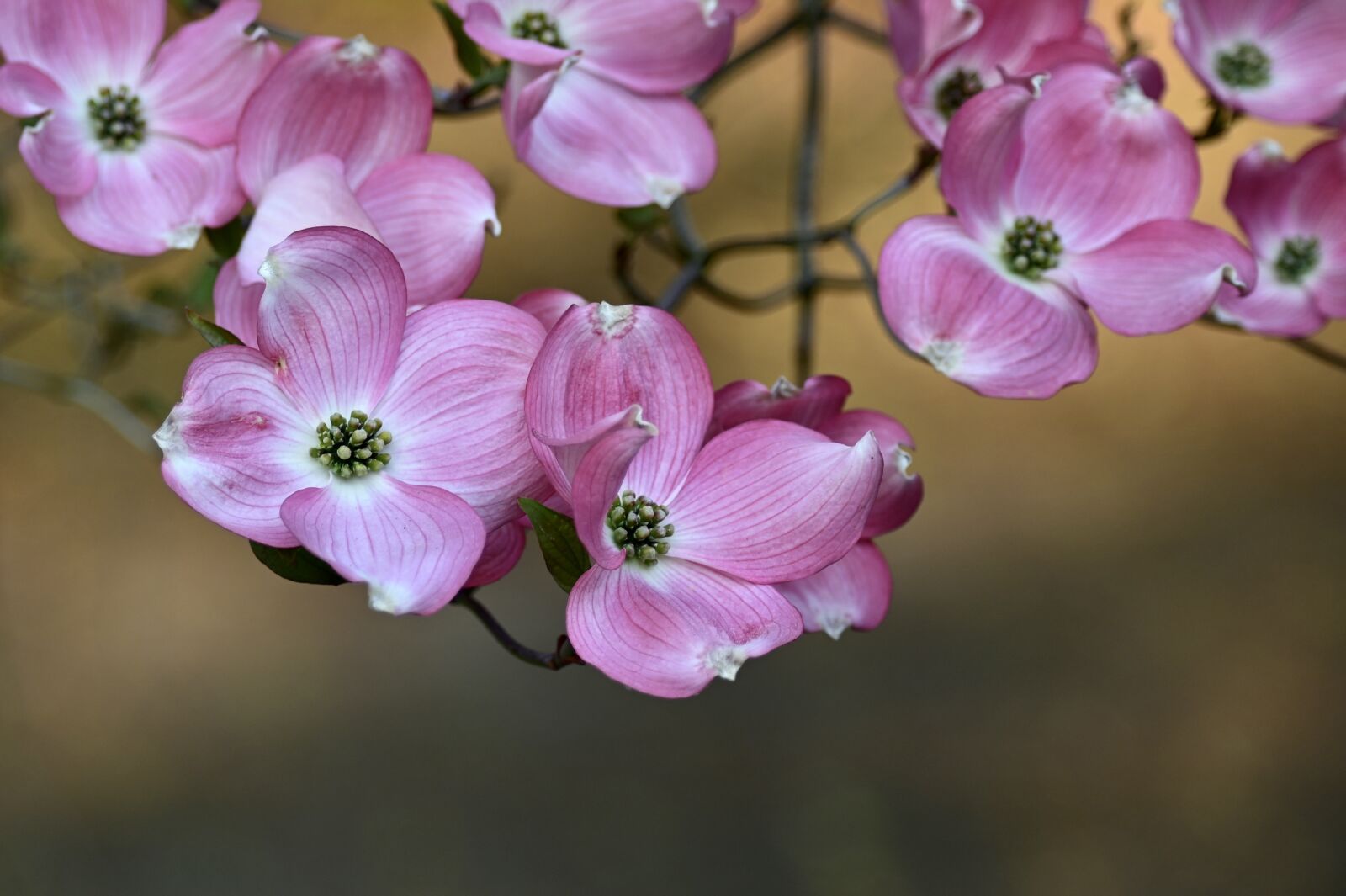 Nikon Z6 sample photo. Cornus, tree, flowers photography