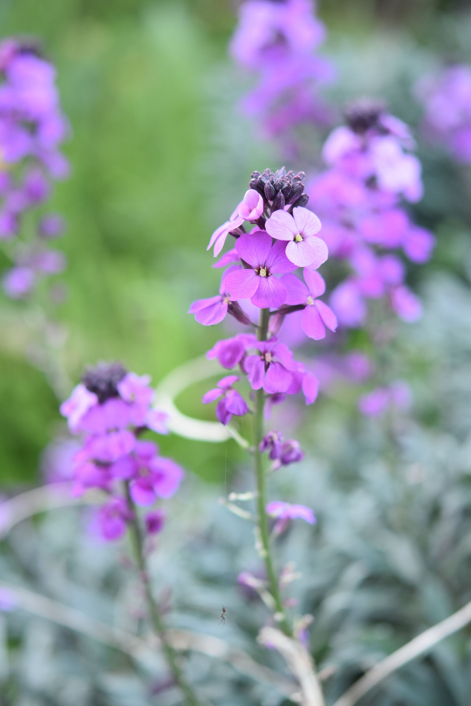Nikon D5600 sample photo. Flower, flower color purple photography