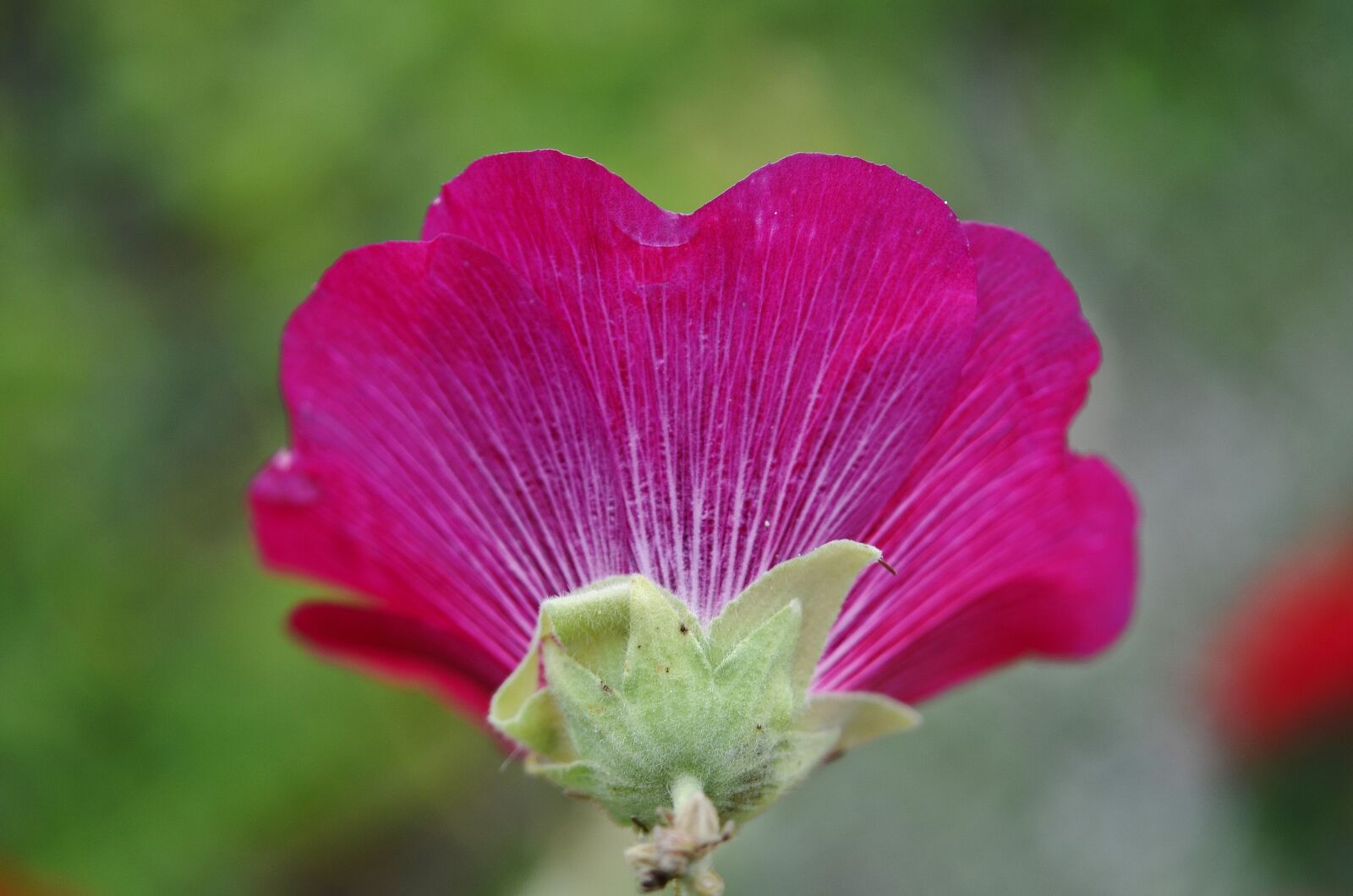Nikon D7000 sample photo. Flower, plant, leaves photography
