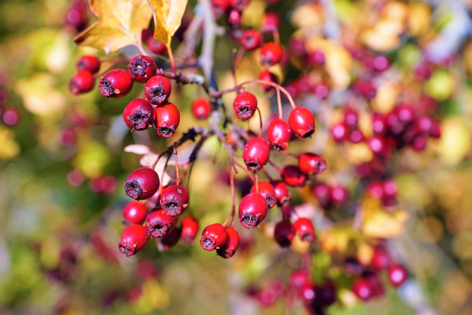 Sony ILCA-77M2 + Sony DT 16-50mm F2.8 SSM sample photo. Berries, fruit, branch photography