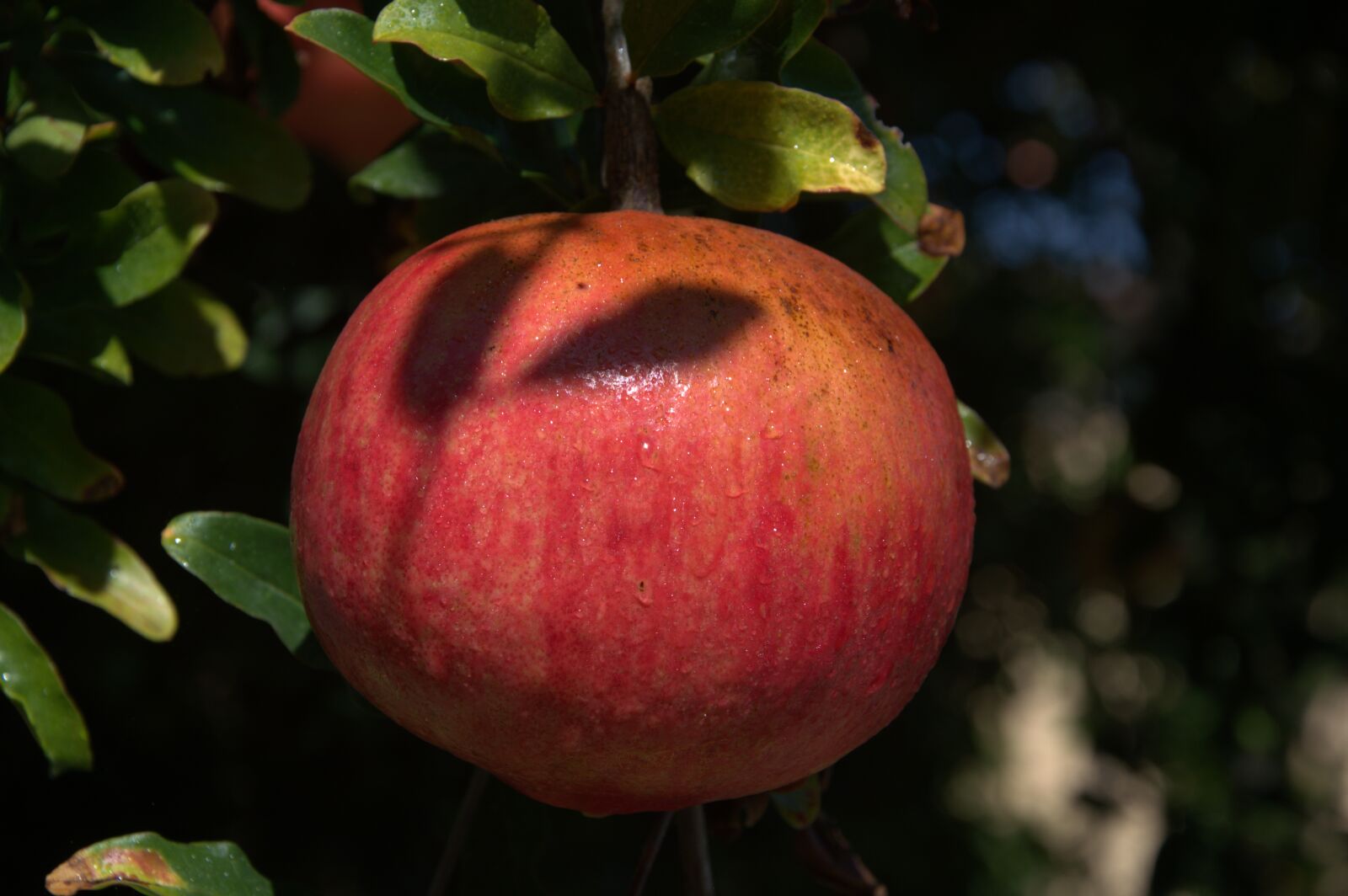 Nikon D3200 sample photo. Pomegranate, plant, fruit photography