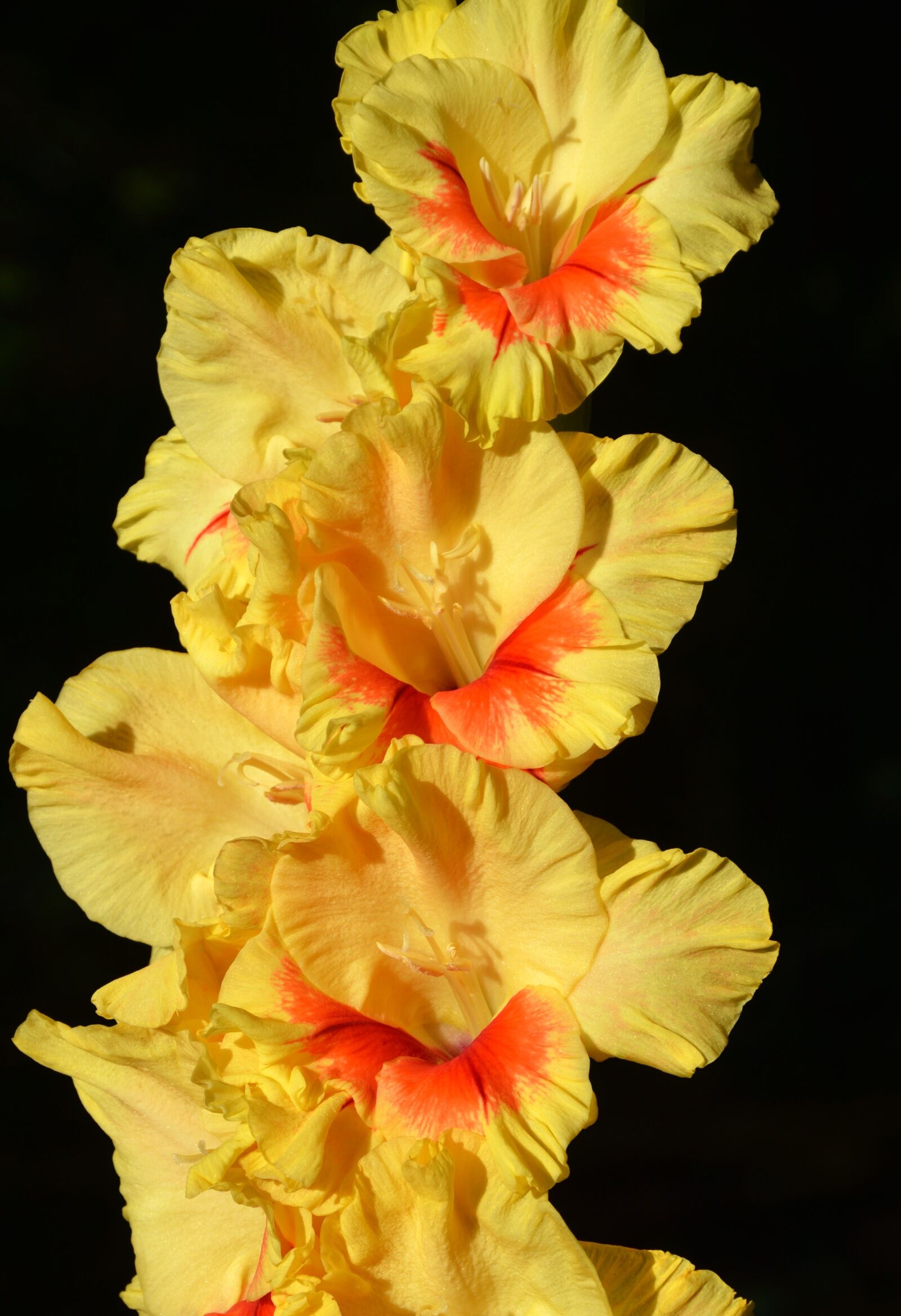 Nikon D3200 sample photo. Gladiolus, gladidus, butterfly greenhouse photography