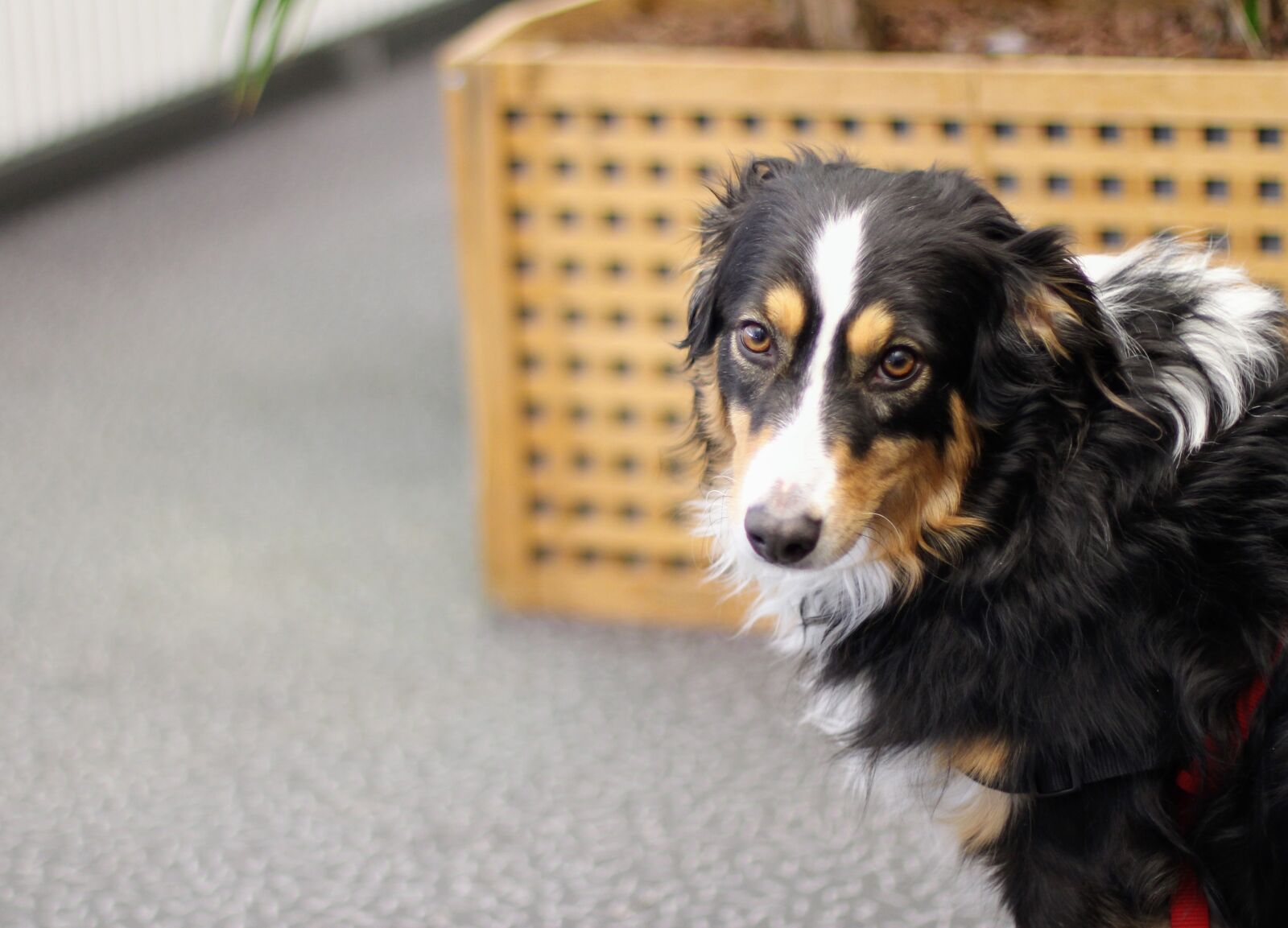Canon EOS 60D + Canon EF 50mm F1.4 USM sample photo. Dog, collie, border collie photography