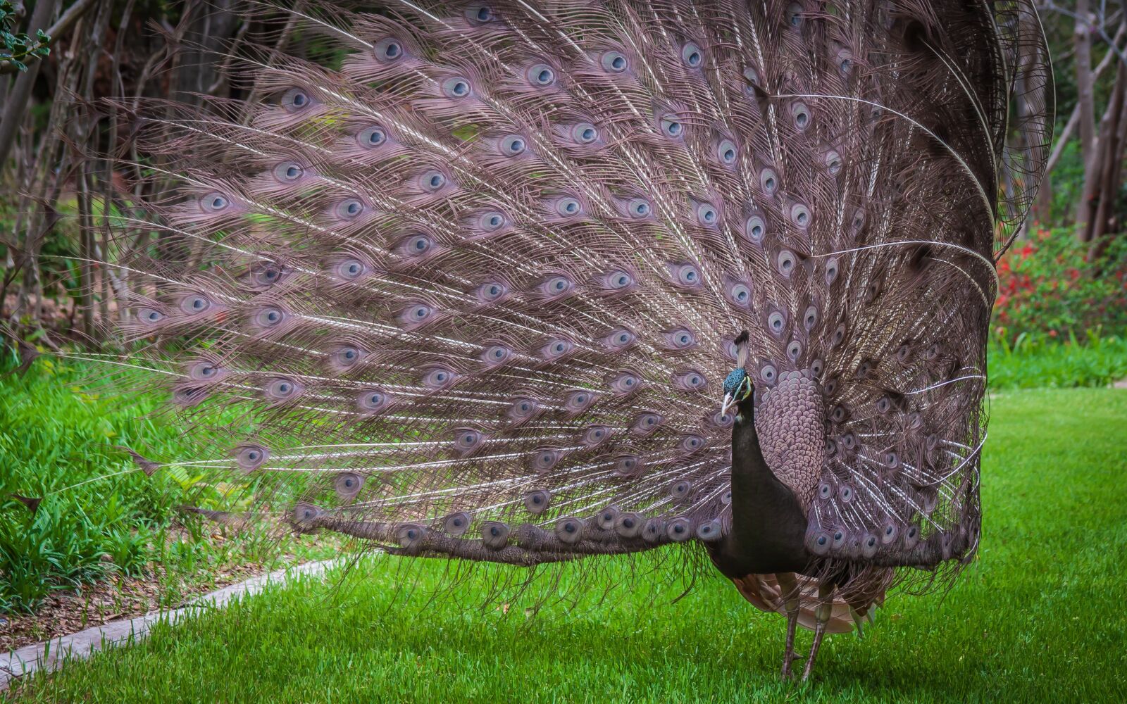 Canon EOS 50D sample photo. Peacock, peafowl, plumage photography