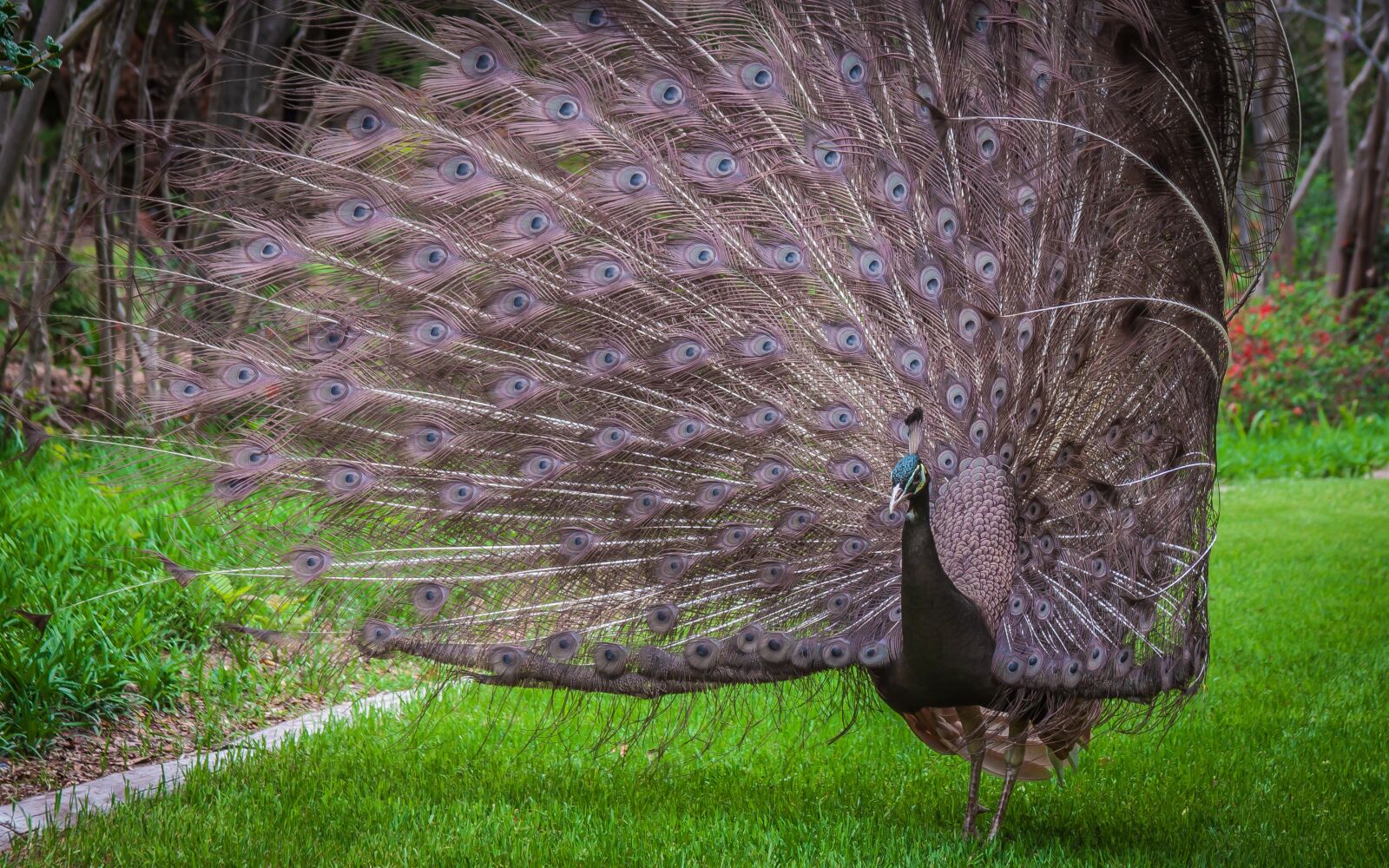 Canon EOS 50D + Canon EF 28-135mm F3.5-5.6 IS USM sample photo. Peacock, peafowl, plumage photography