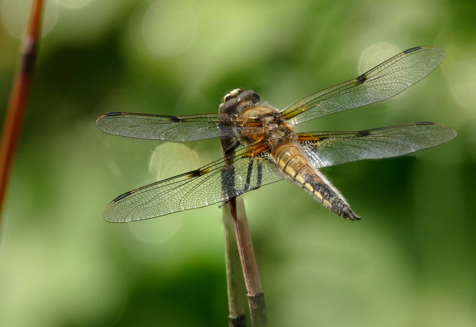 Panasonic Lumix DMC-FZ1000 sample photo. Insect, dragonfly, four patch photography