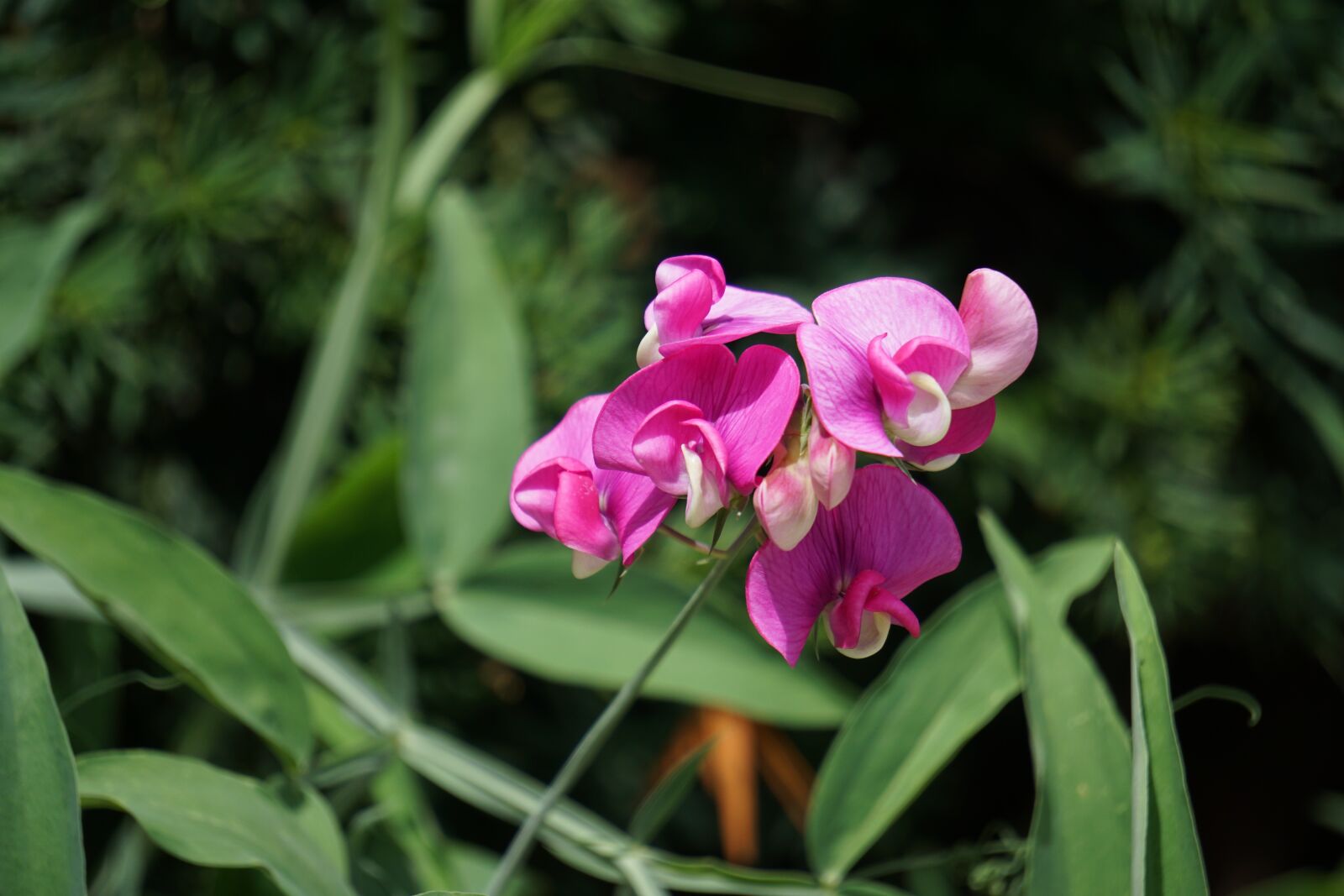 Sony E 55-210mm F4.5-6.3 OSS sample photo. Flower, decoration, summer photography