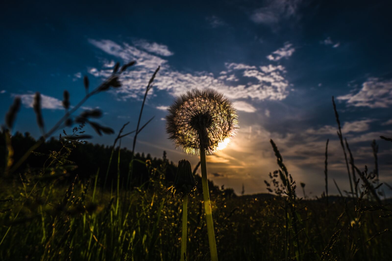 Fujifilm X-T2 + Fujifilm XF 16mm F1.4 R WR sample photo. Sky, nature, grass photography