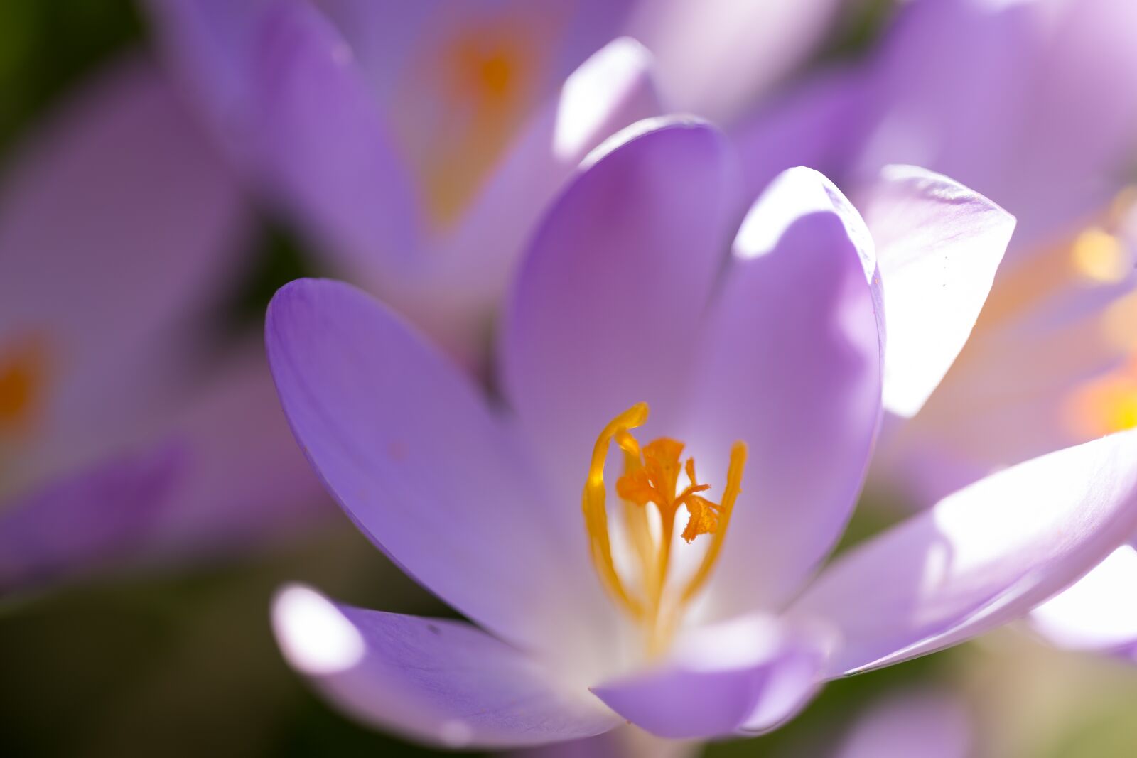 Canon EOS 6D sample photo. Dalmatians crocus, crocus, flowers photography