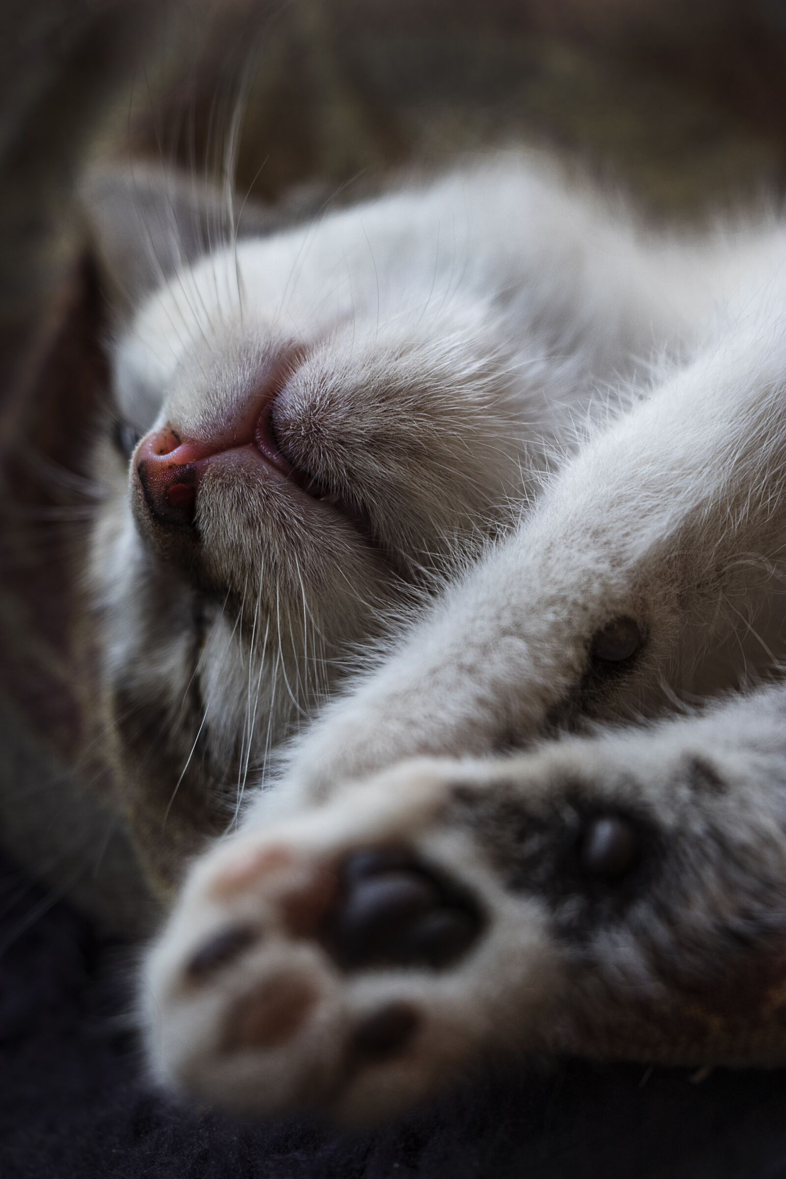 Canon EF-S 18-135mm F3.5-5.6 IS USM sample photo. Kitten, sleep, cat photography