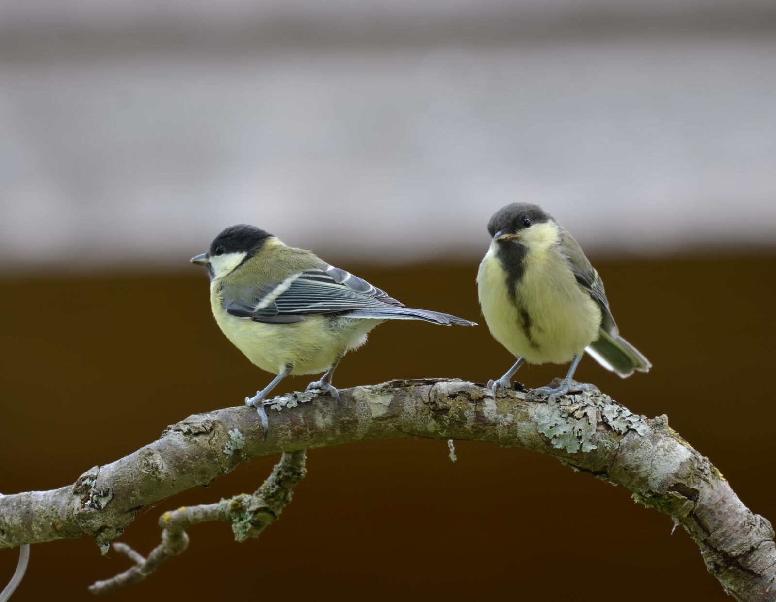 Nikon D5100 sample photo. Tit, bird, two photography