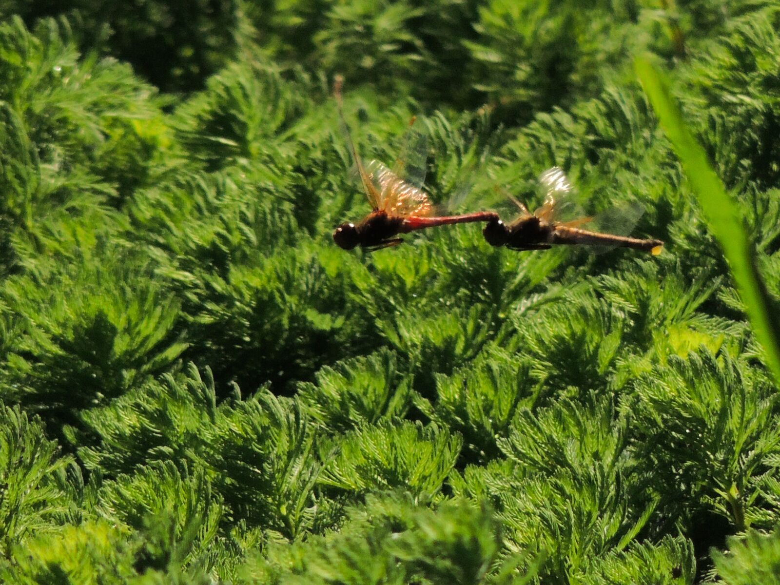 Nikon Coolpix P510 sample photo. Dragonfly, insect, nature photography