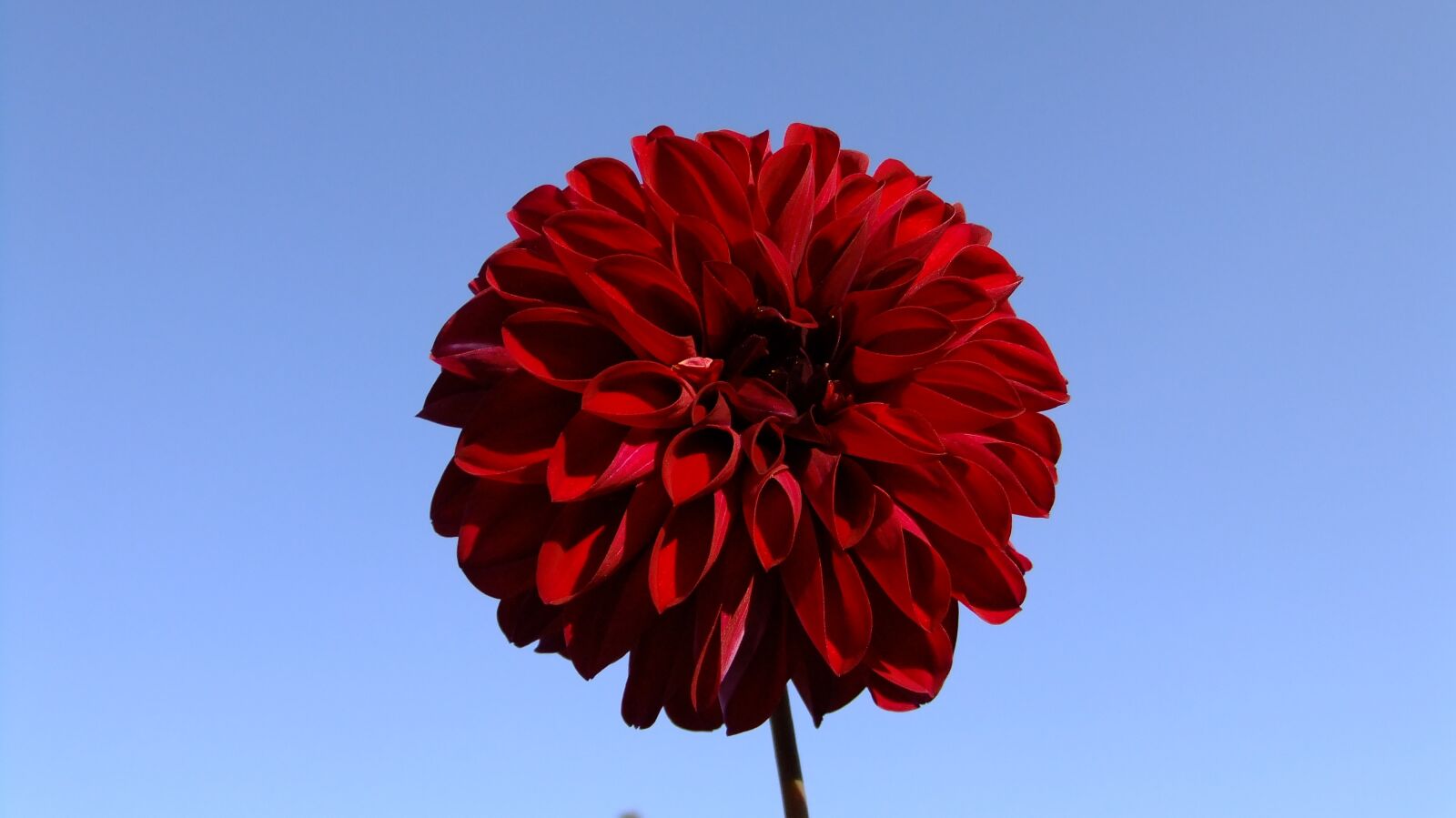 FujiFilm FinePix F80EXR (FinePix F85EXR) sample photo. Flowers, sky, landscape photography