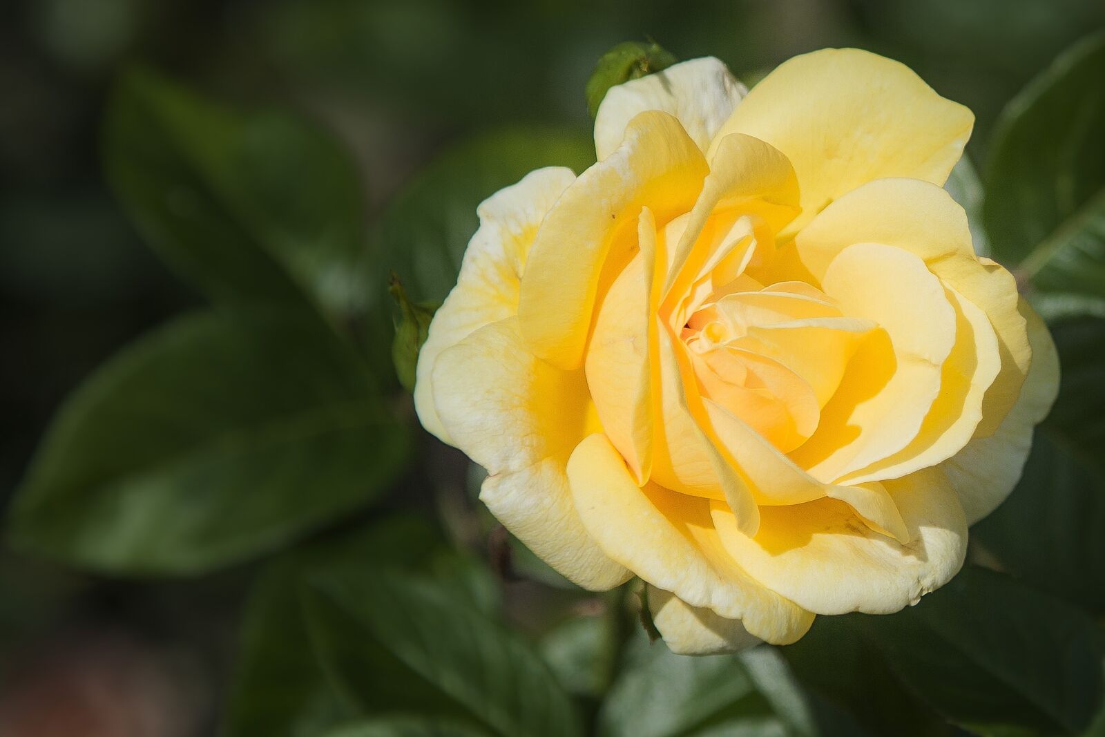 Canon EOS 5D Mark II sample photo. Plant, flower, blossom photography