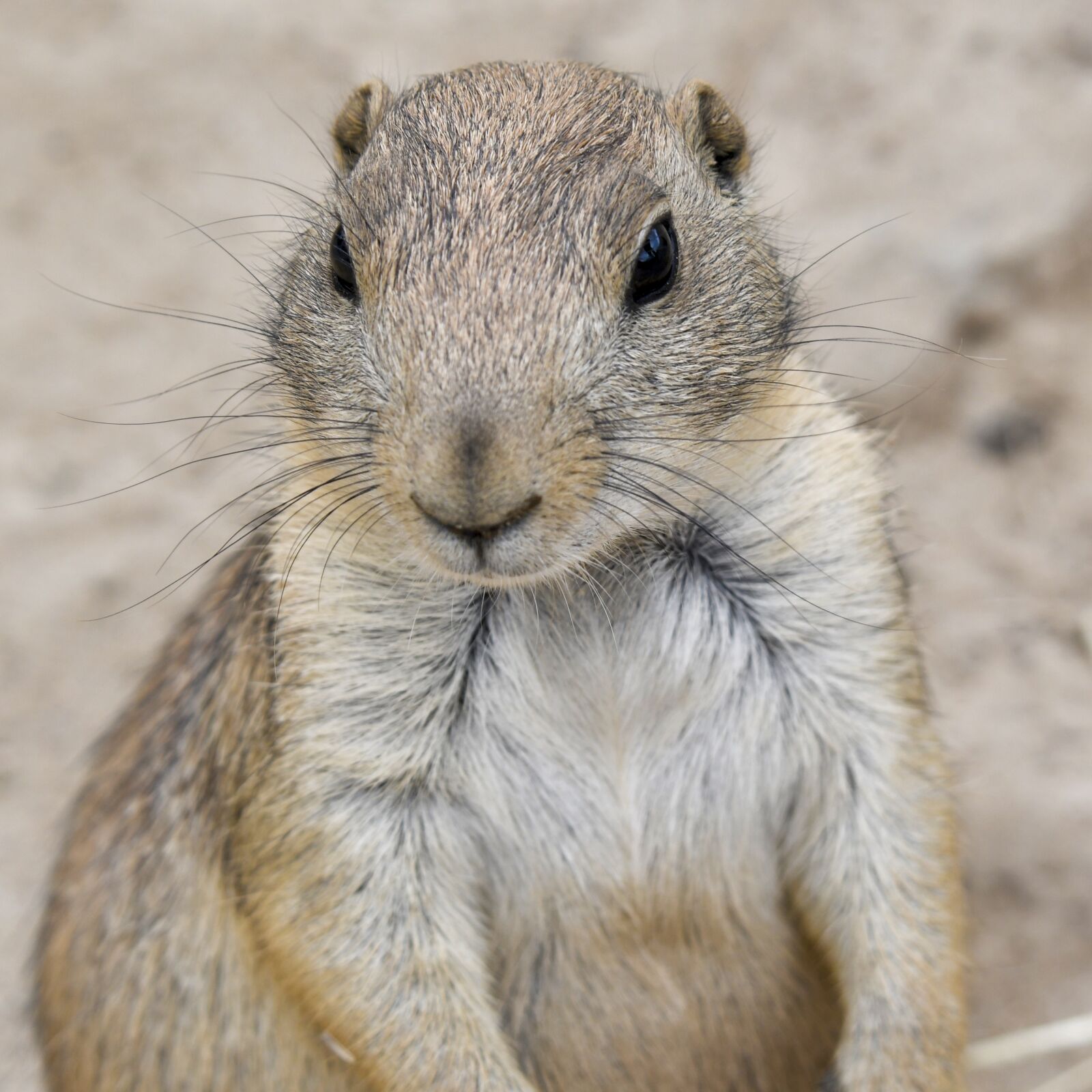 Nikon D500 sample photo. Prairie dog, squirrel, rodent photography